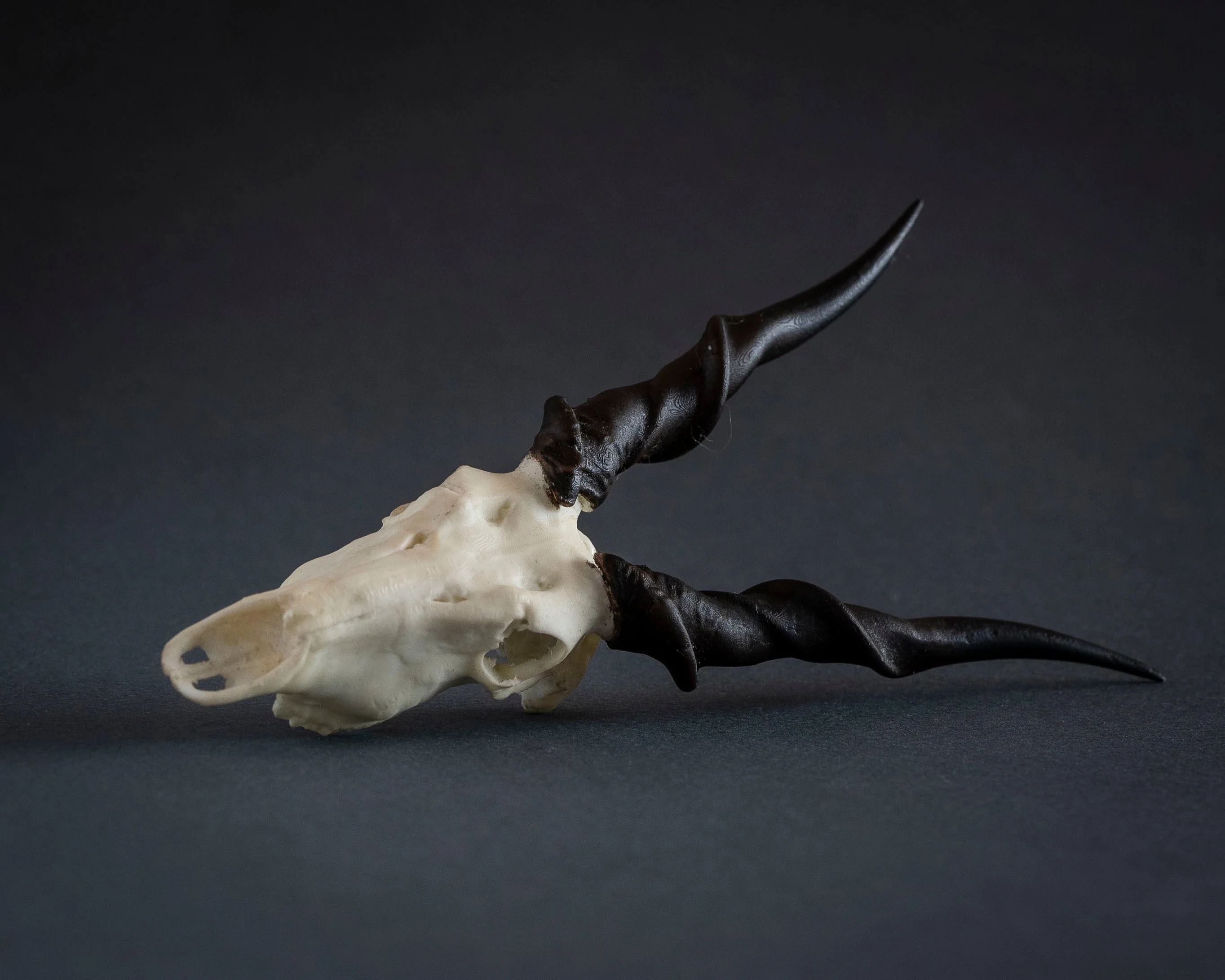 SKULLIES - Miniature Eland Skull - Image 5
