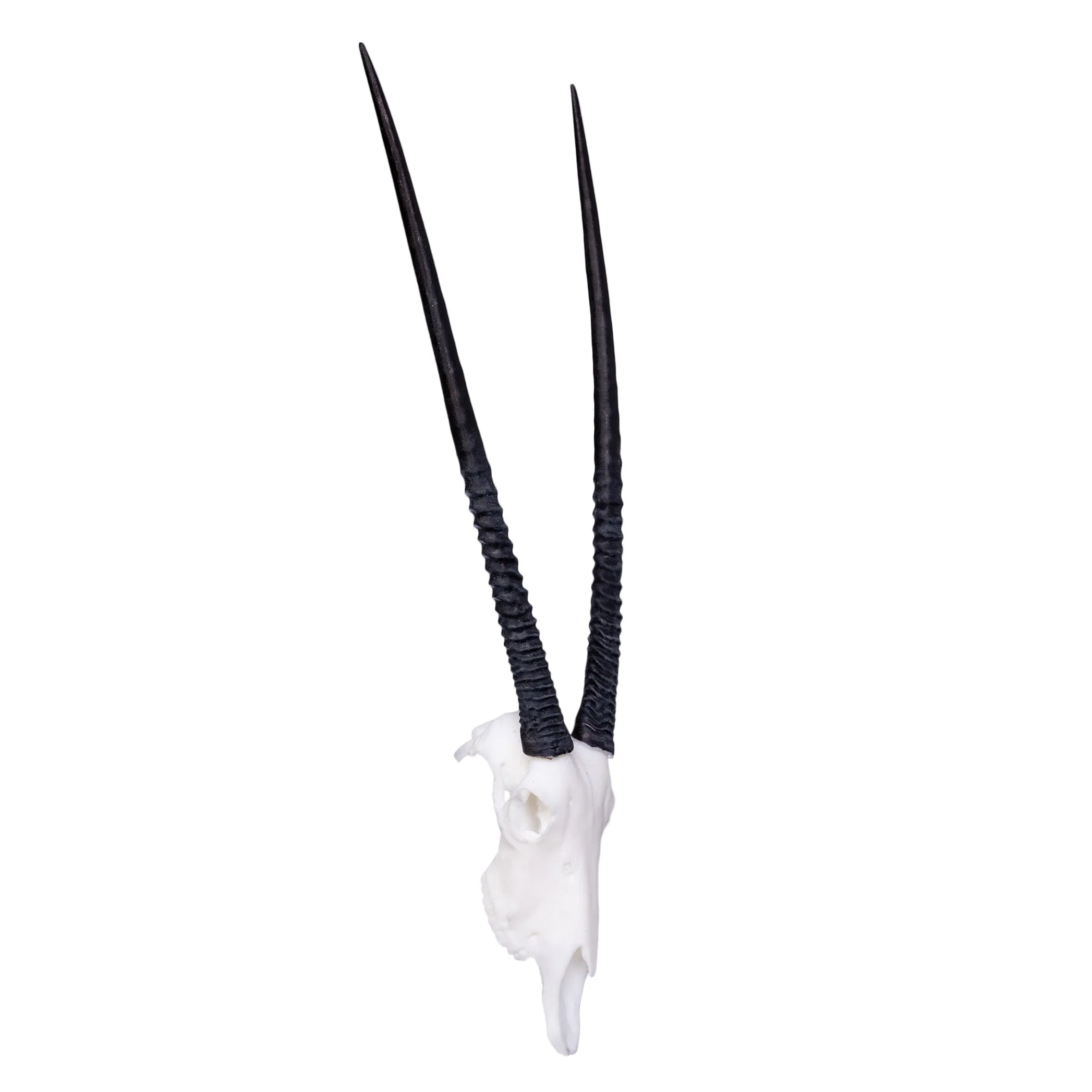 SKULLIES - Miniature Gemsbok Skull - Image 3