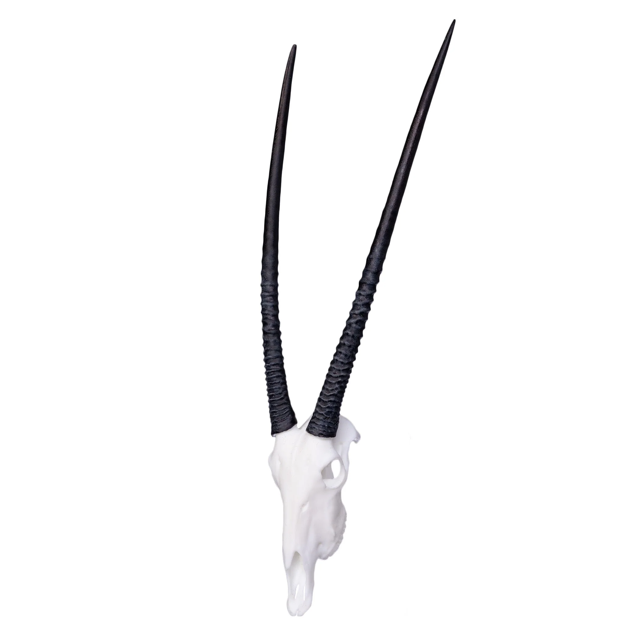 SKULLIES - Miniature Gemsbok Skull - Image 4