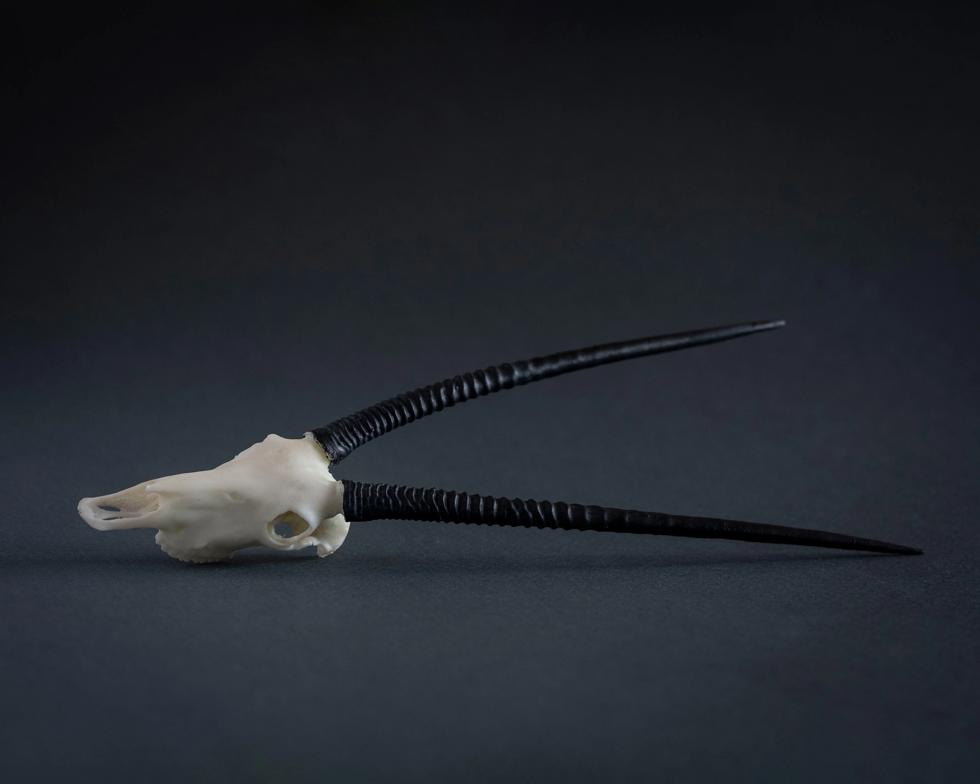 SKULLIES - Miniature Gemsbok Skull - Image 5