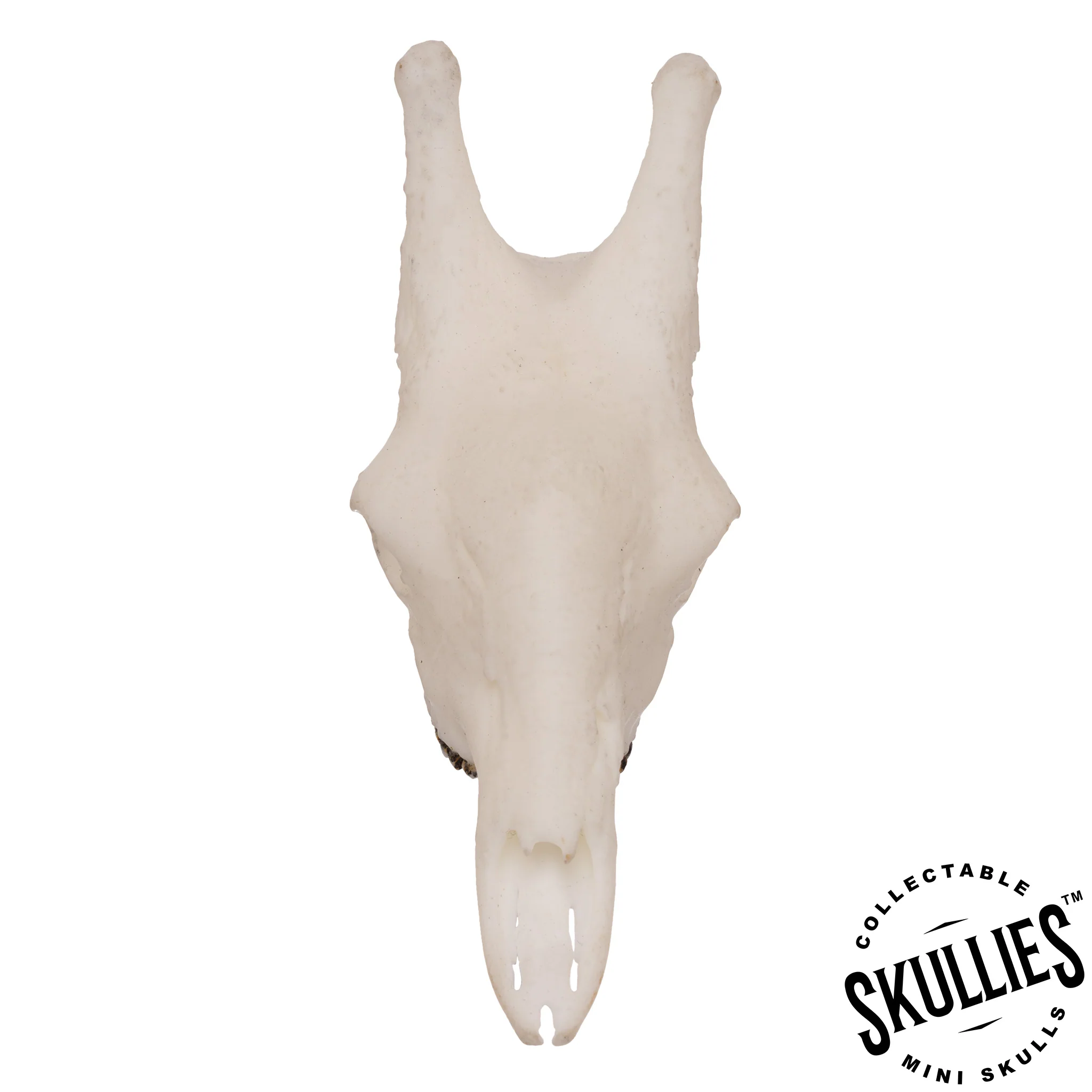 SKULLIES - Miniature Giraffe Skull