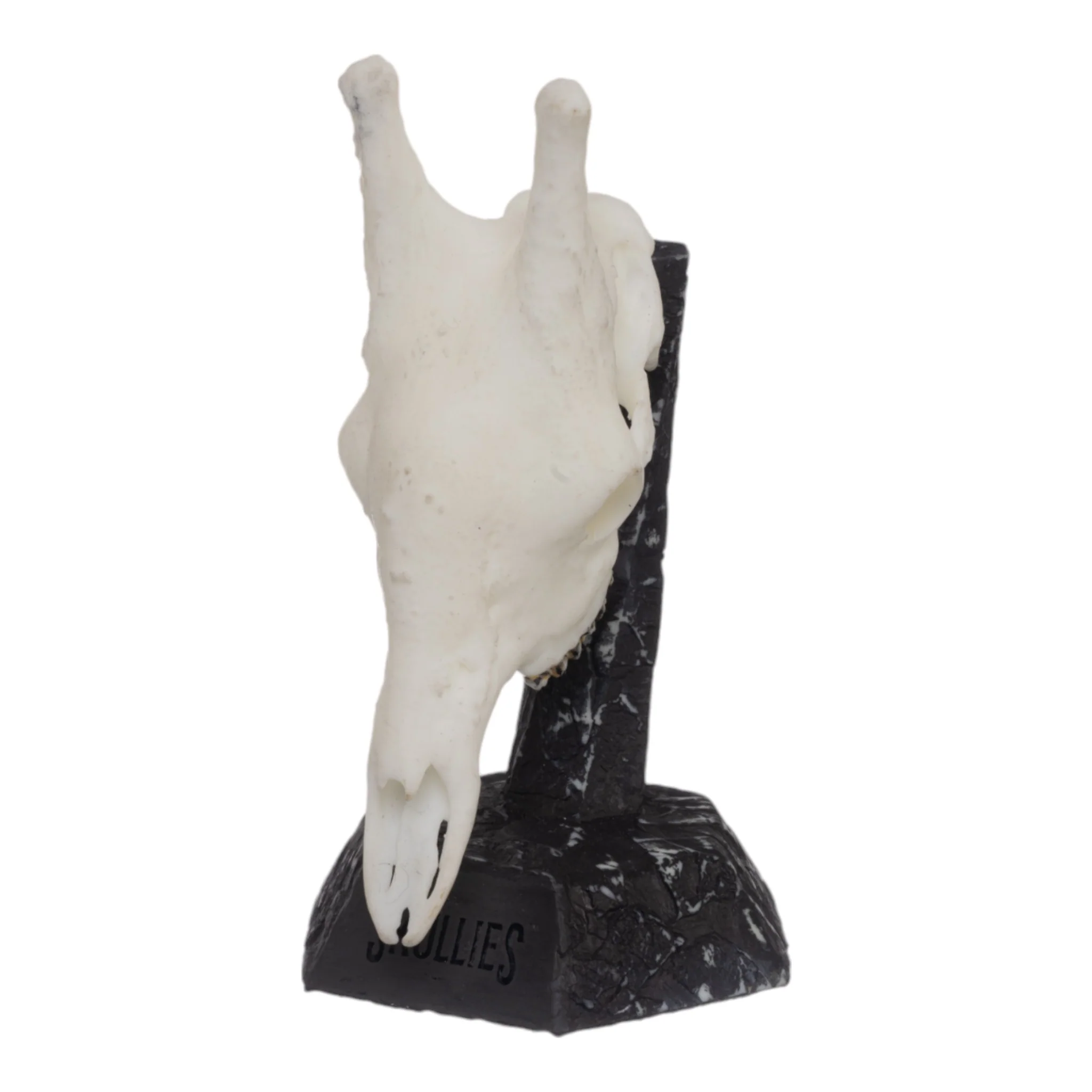 SKULLIES - Miniature Giraffe Skull - Image 2