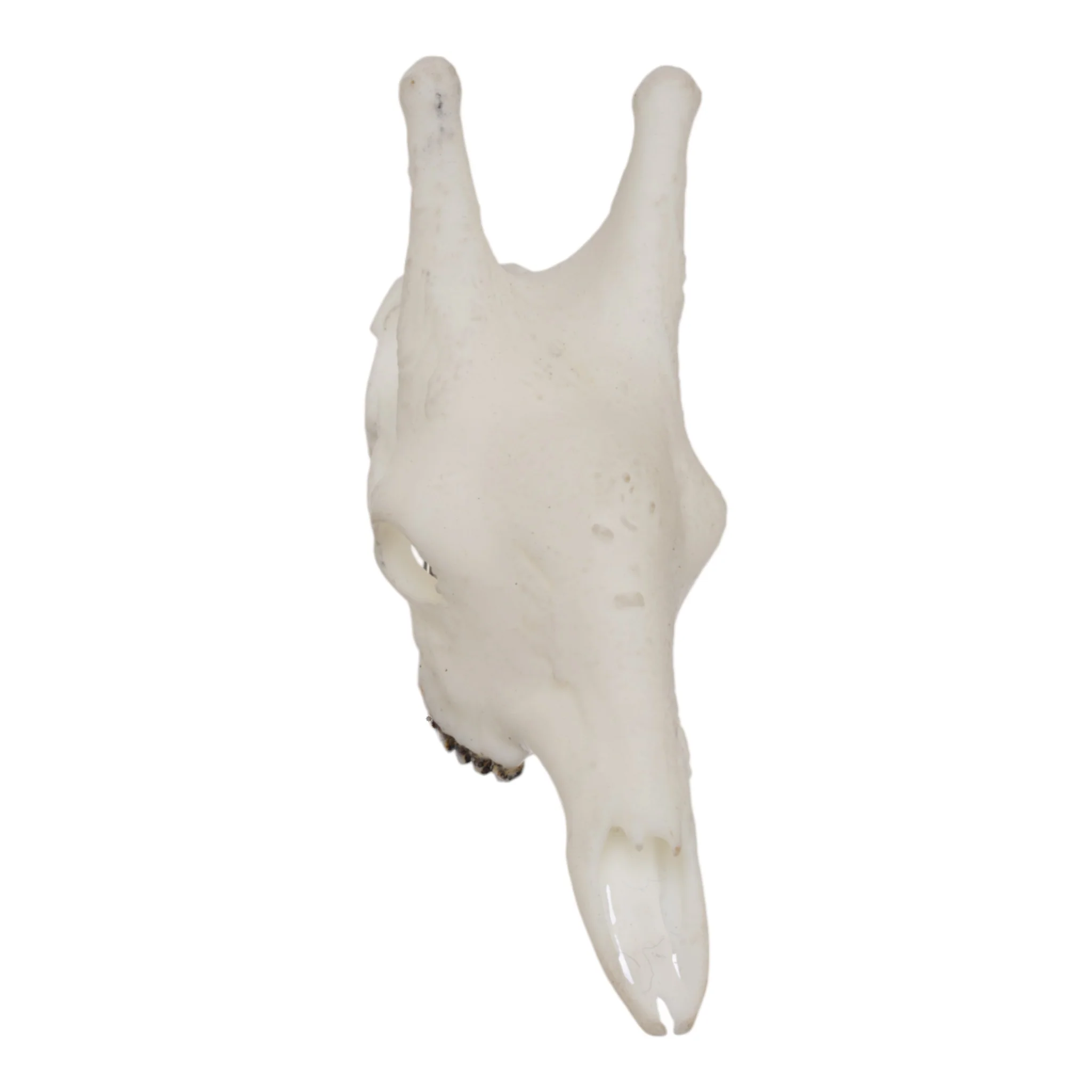 SKULLIES - Miniature Giraffe Skull - Image 3
