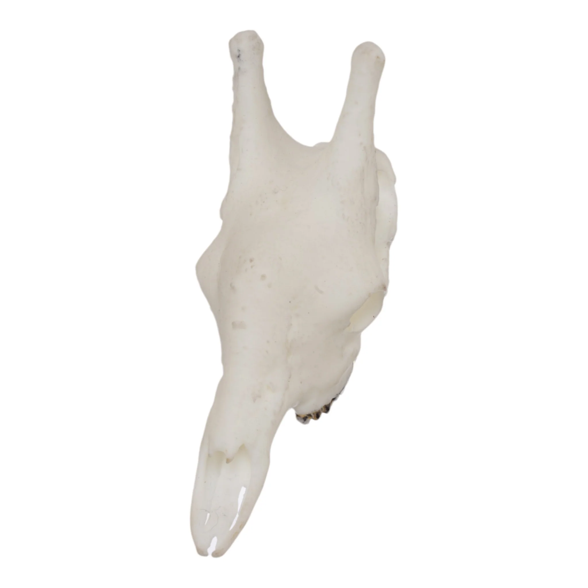 SKULLIES - Miniature Giraffe Skull - Image 4
