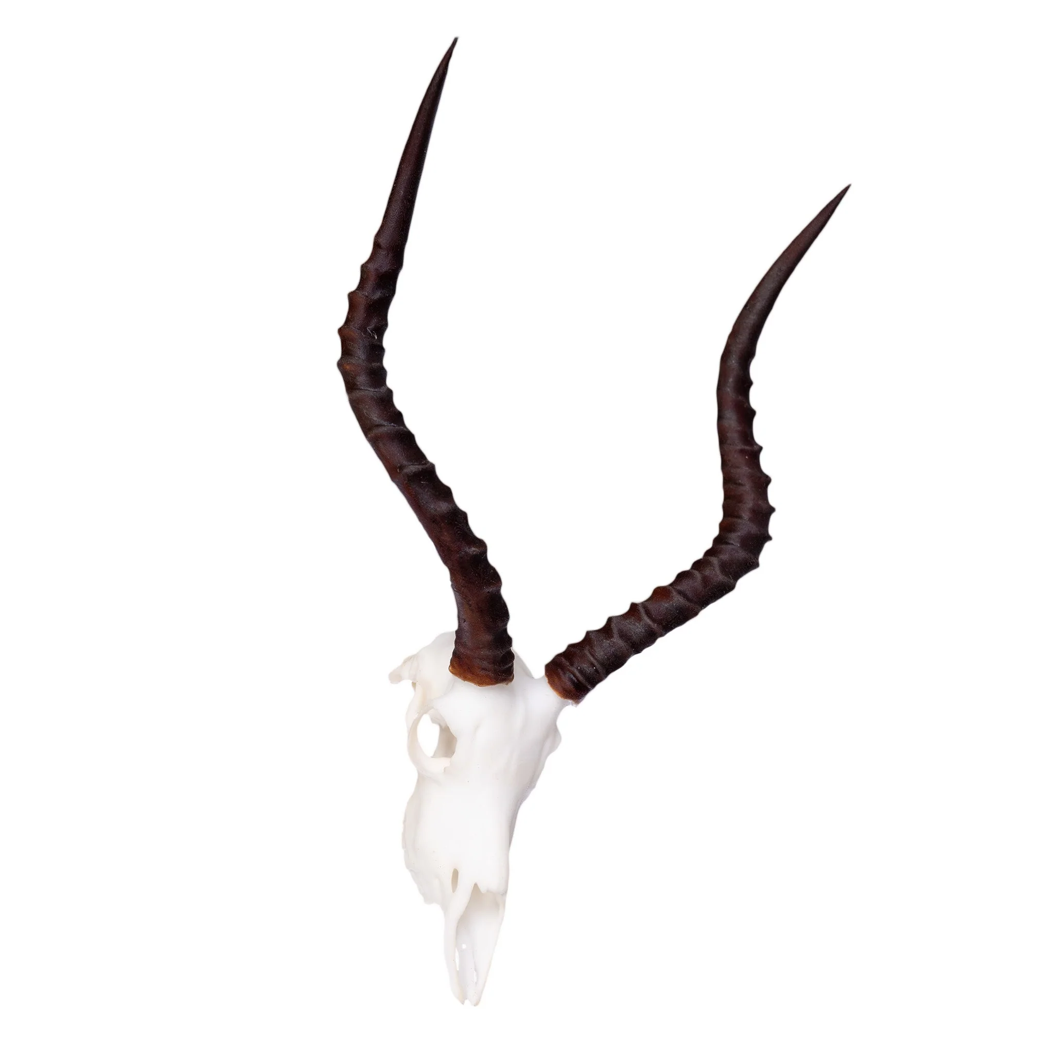 SKULLIES - Miniature Impala Skull - Image 3