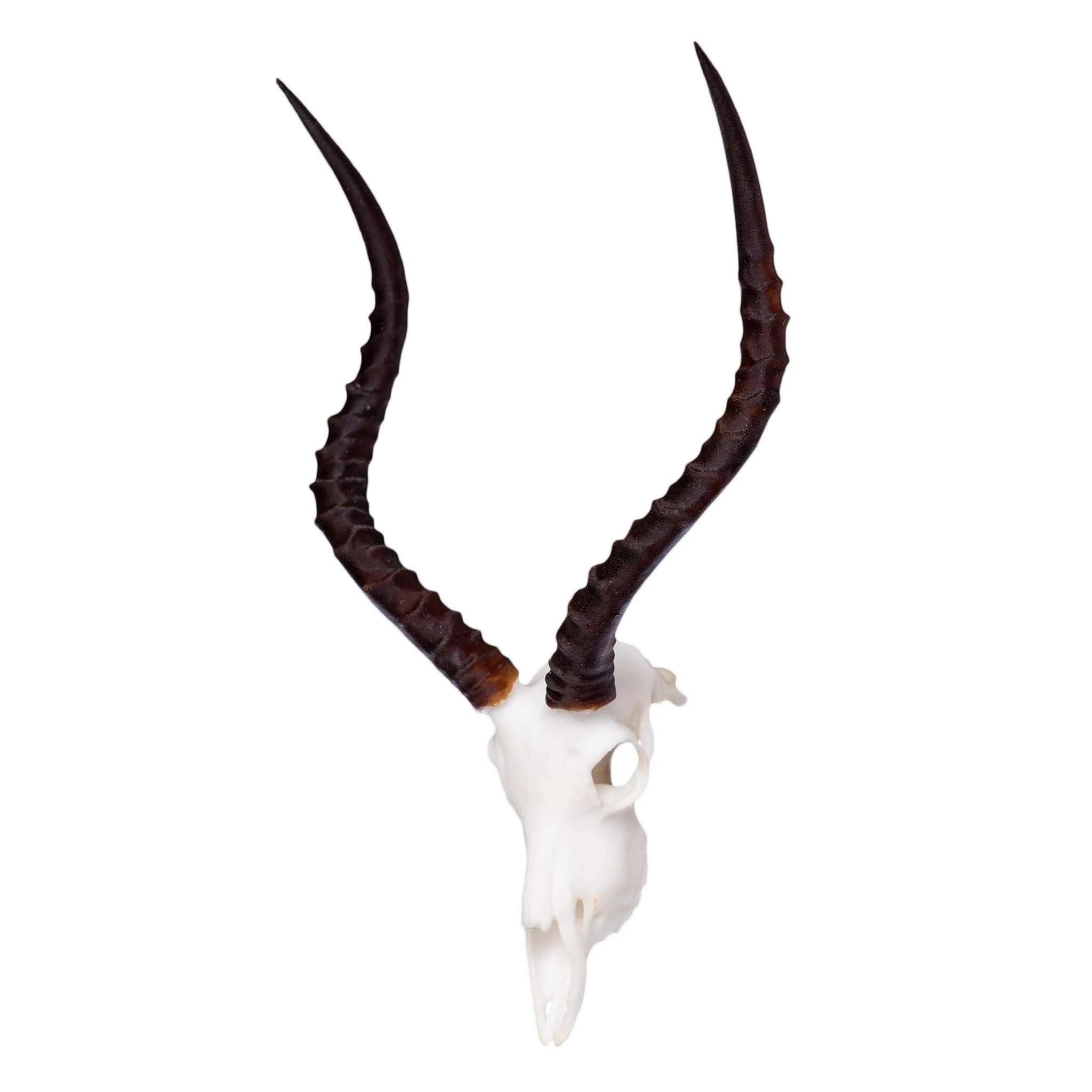 SKULLIES - Miniature Impala Skull - Image 4