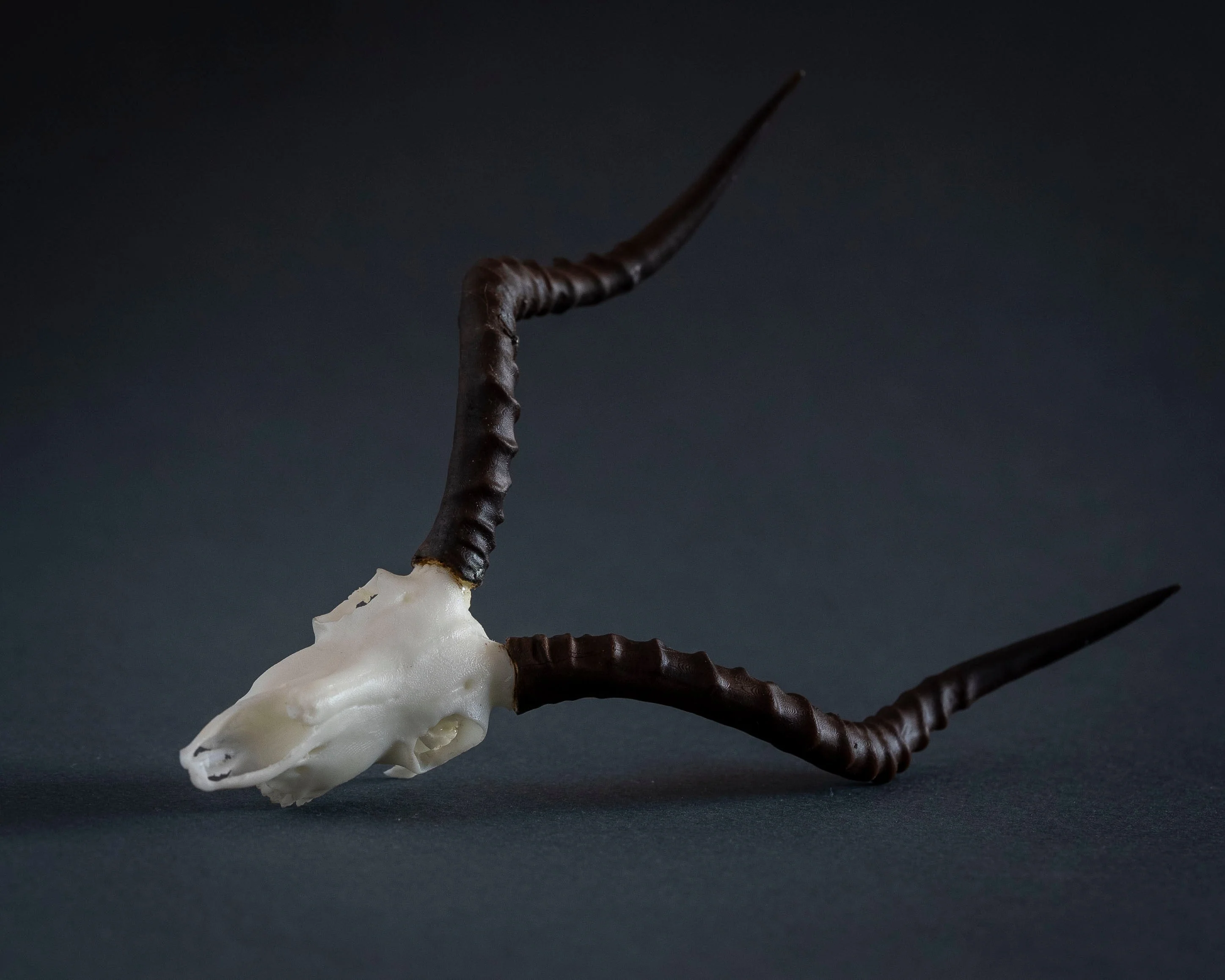 SKULLIES - Miniature Impala Skull - Image 5