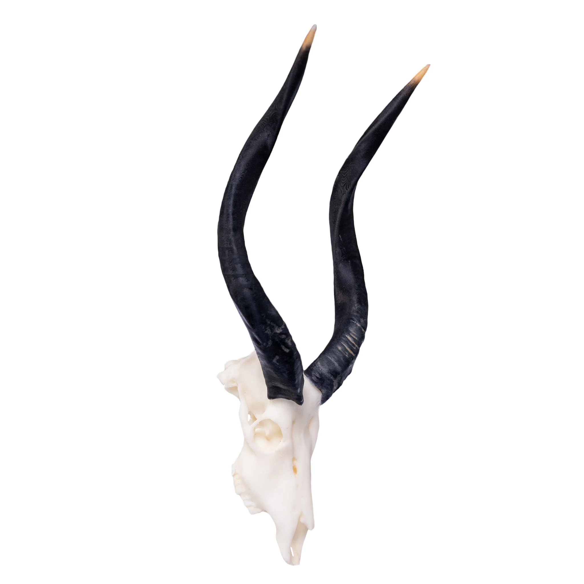SKULLIES - Miniature Nyala Skull - Image 3
