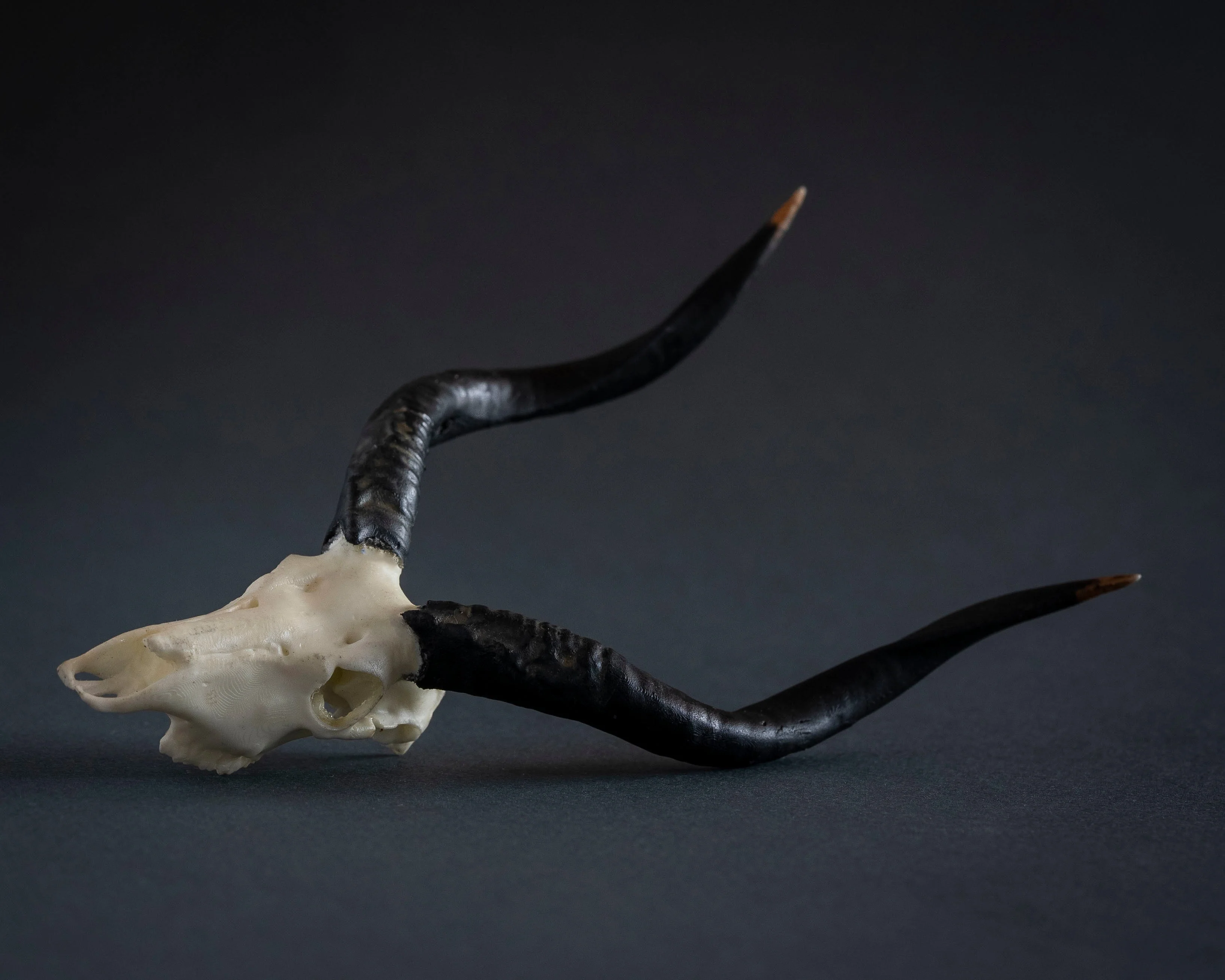 SKULLIES - Miniature Nyala Skull - Image 6