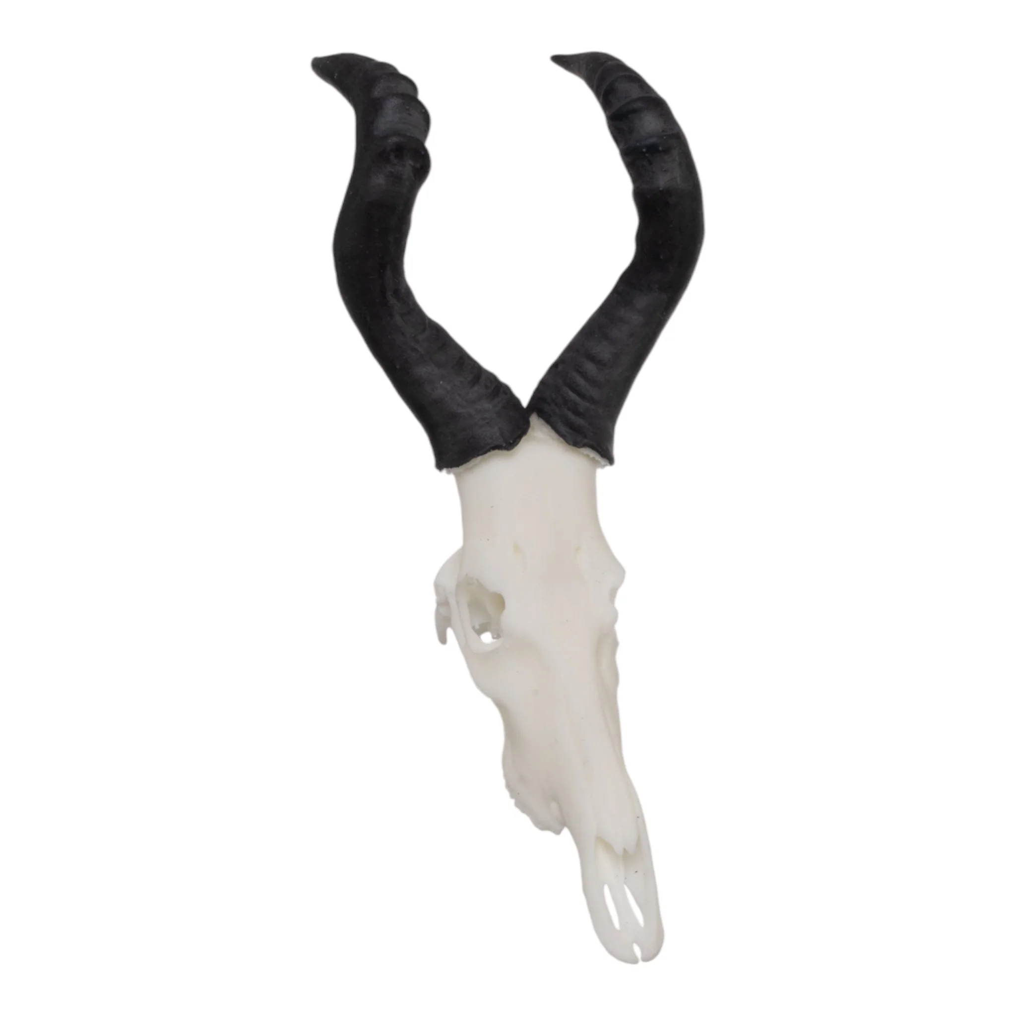 SKULLIES - Miniature Red Hartebeest Skull - Image 3