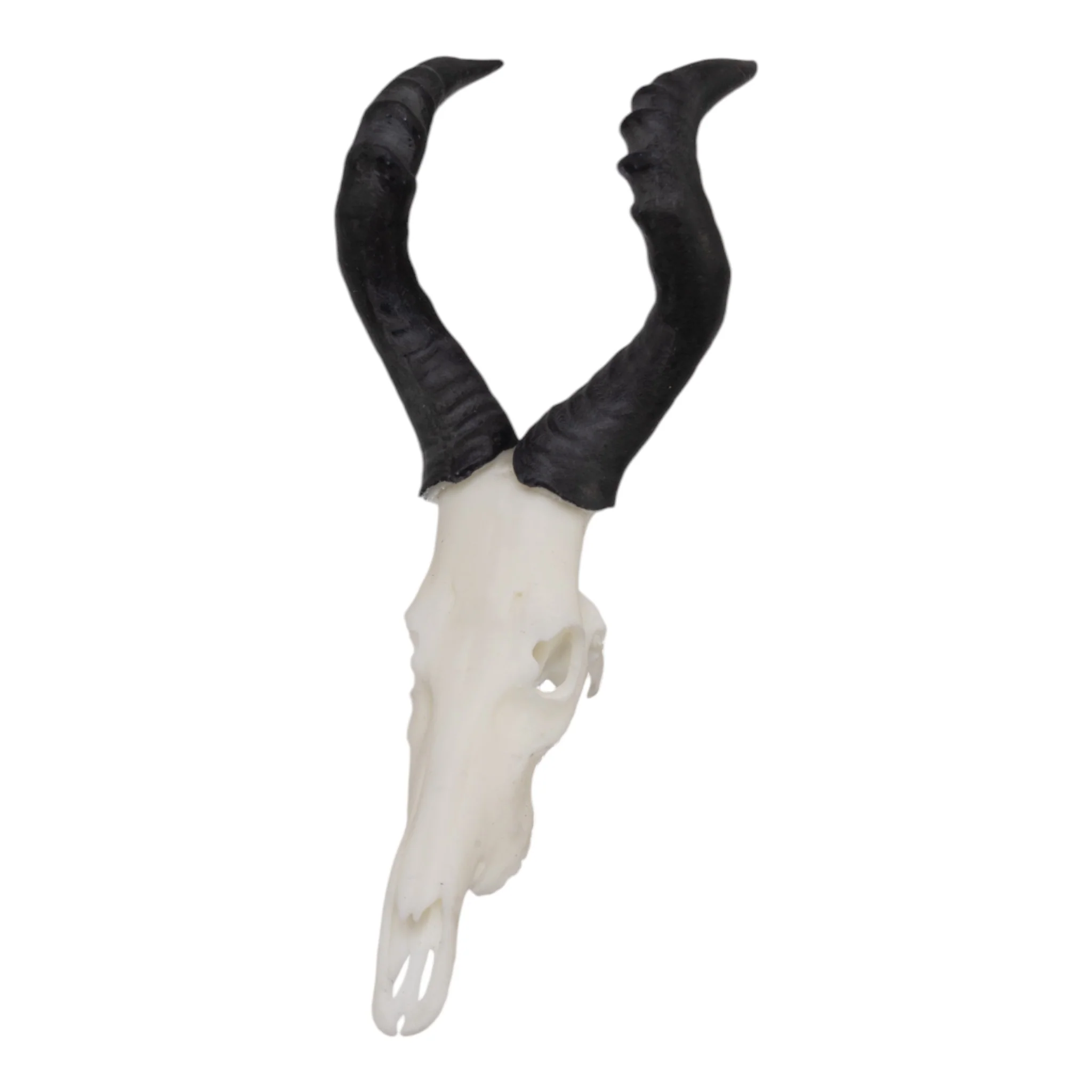 SKULLIES - Miniature Red Hartebeest Skull - Image 4