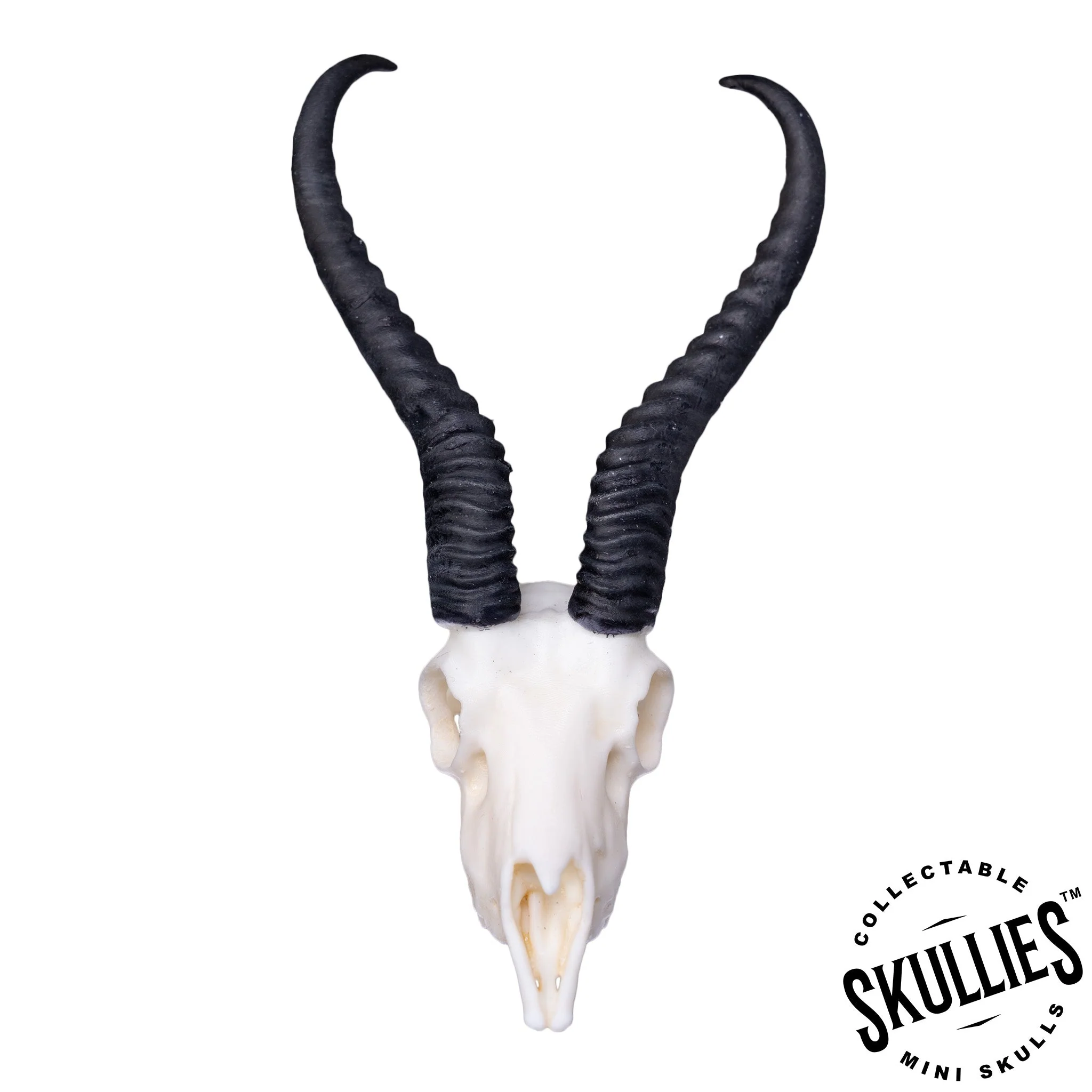 SKULLIES - Miniature Springbok Skull