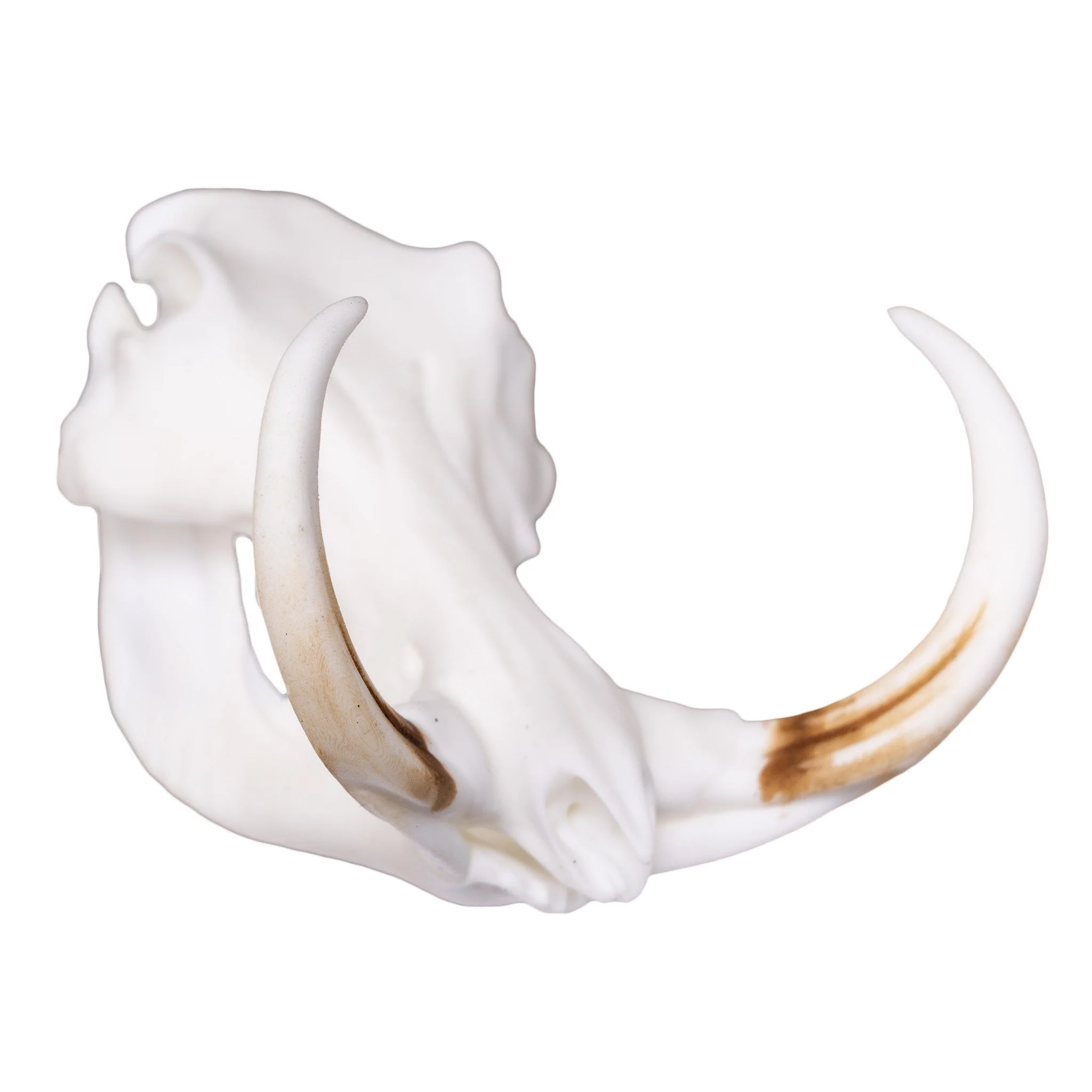 SKULLIES - Miniature Warthog Skull - Image 3