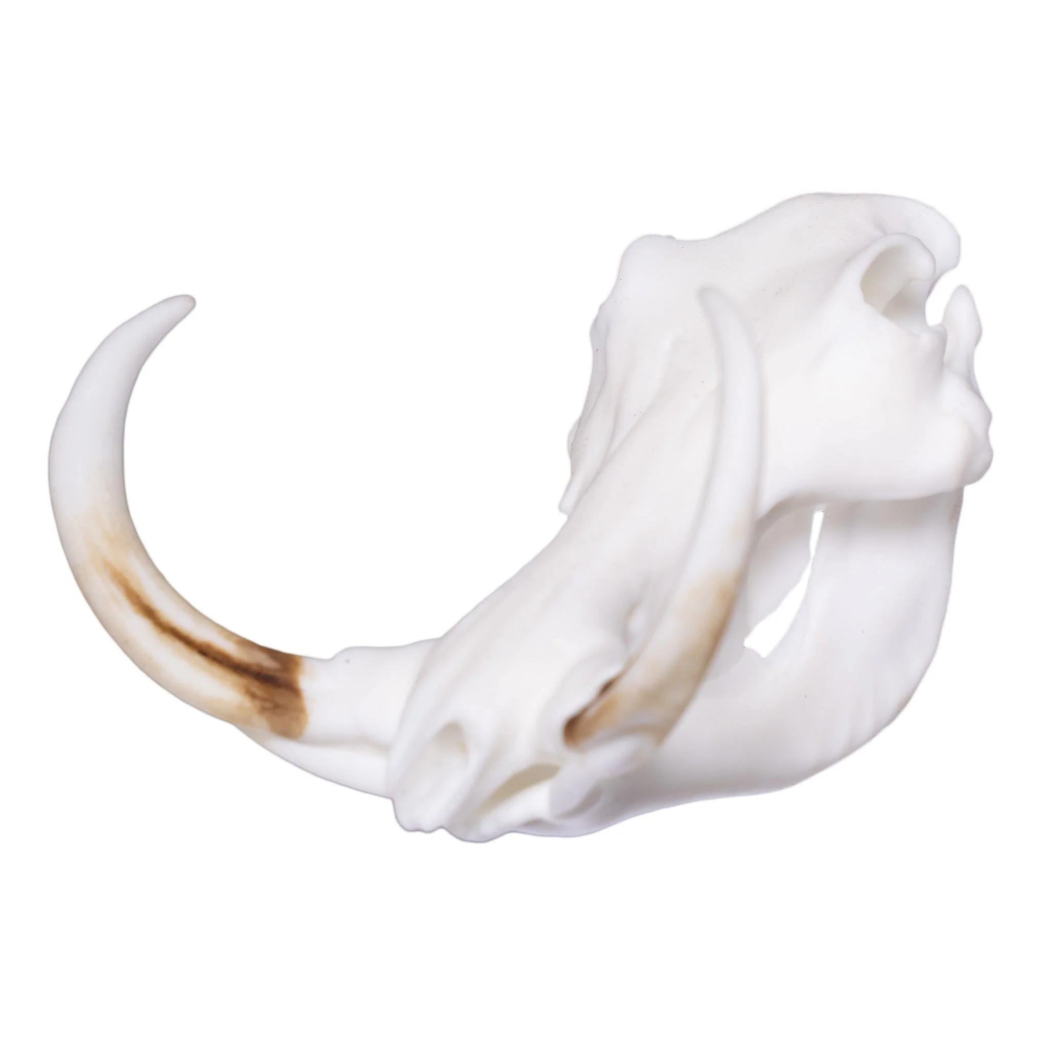 SKULLIES - Miniature Warthog Skull - Image 4