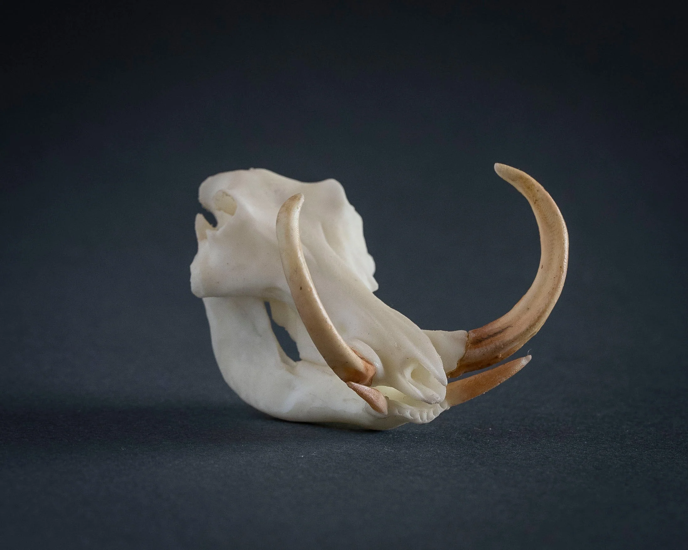 SKULLIES - Miniature Warthog Skull - Image 5
