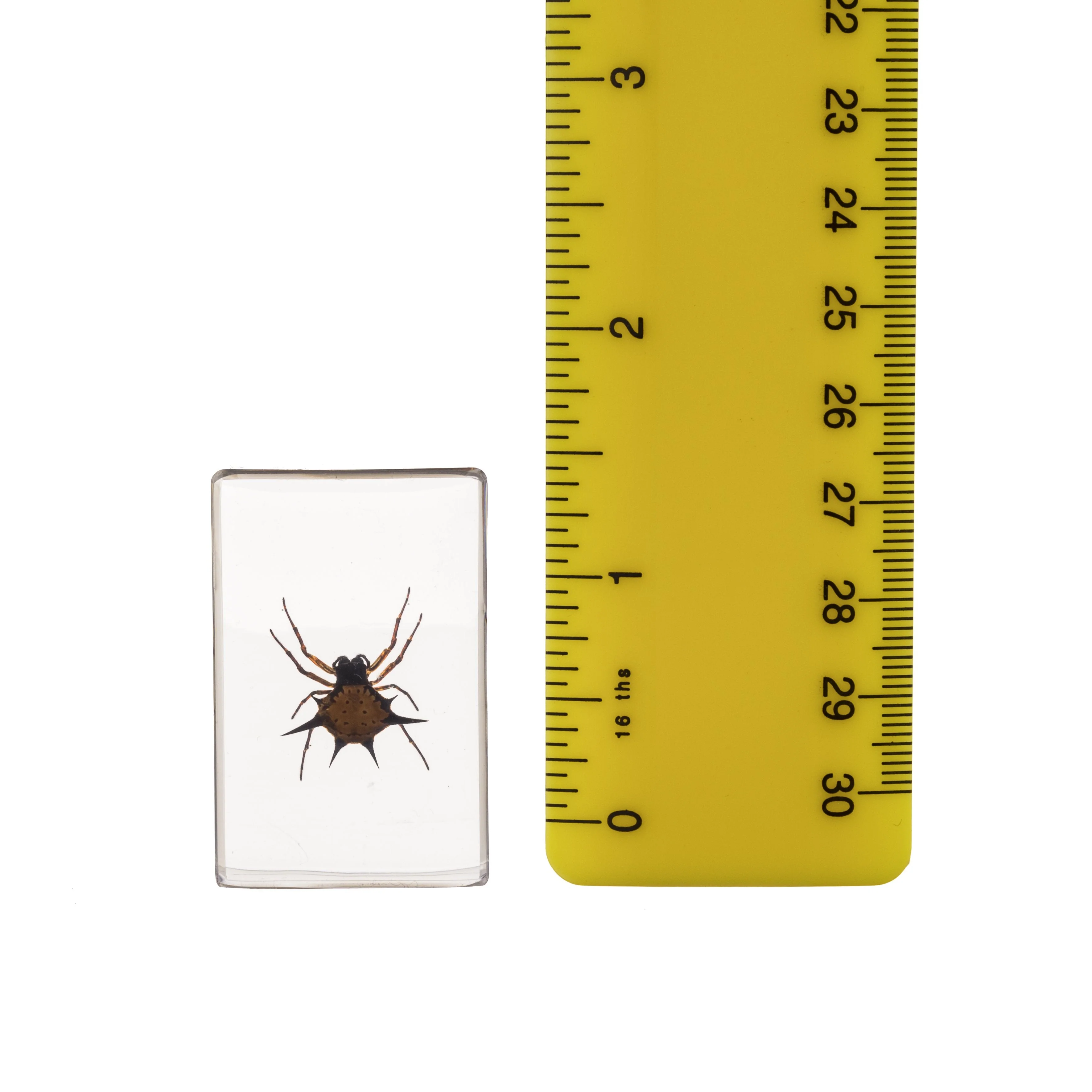 Real Spiny Spider Paperweight - Small - Image 3