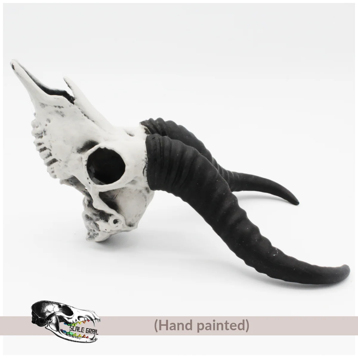 Springbok Skull Replica - Image 3