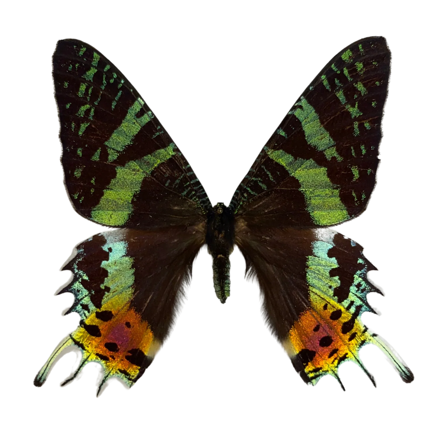 Sunset Moth Entomology Kit Expansion Pack