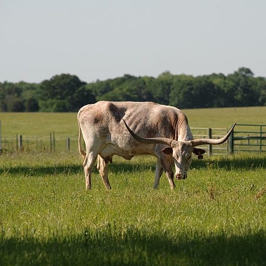 Texas Longhorn Skull Replica - 1:24 Scale - Image 2