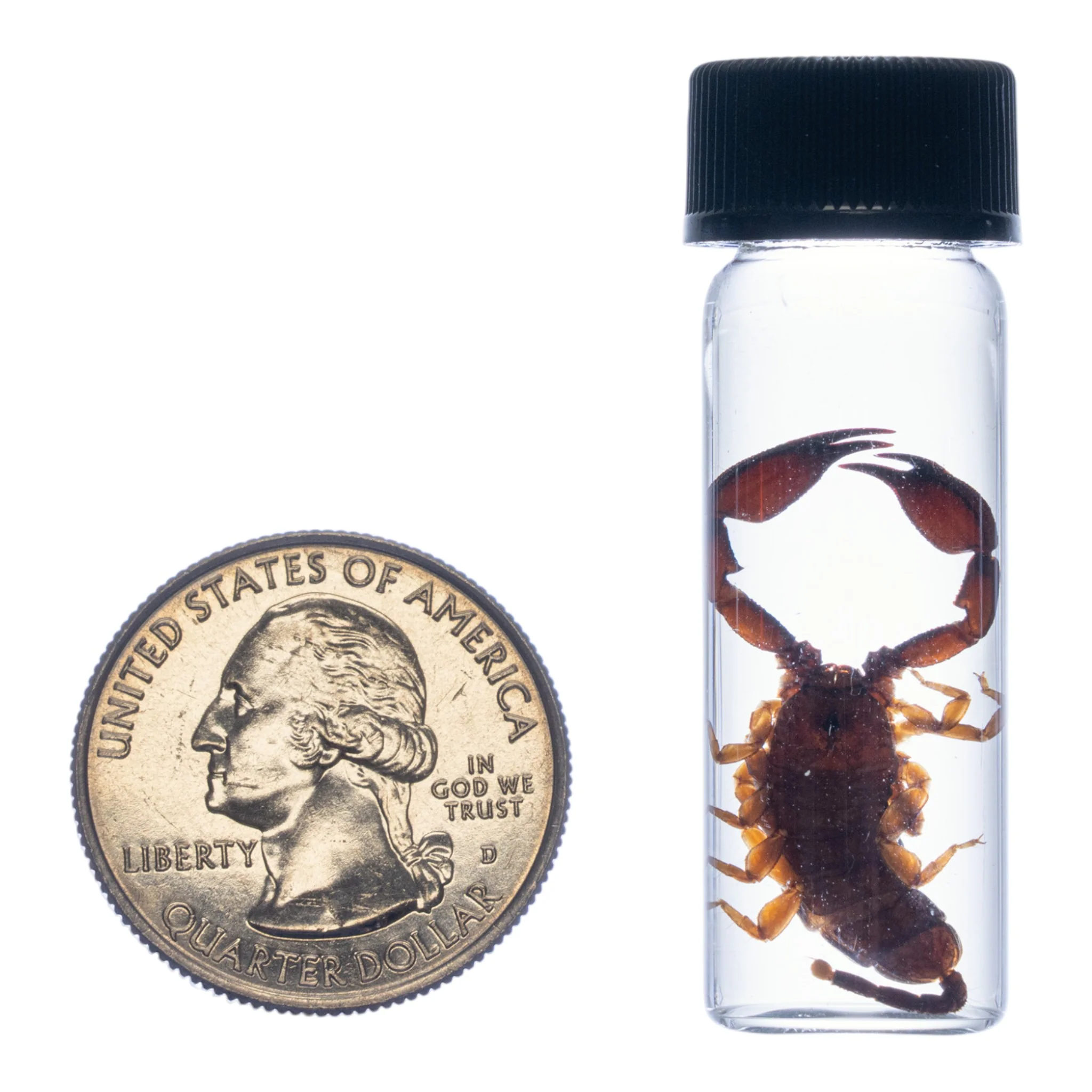 Real Thailand Scorpion Wet Specimen - Image 2