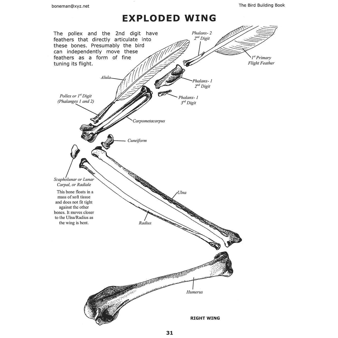 The Bird Building Book (Vol. 5) - Image 3