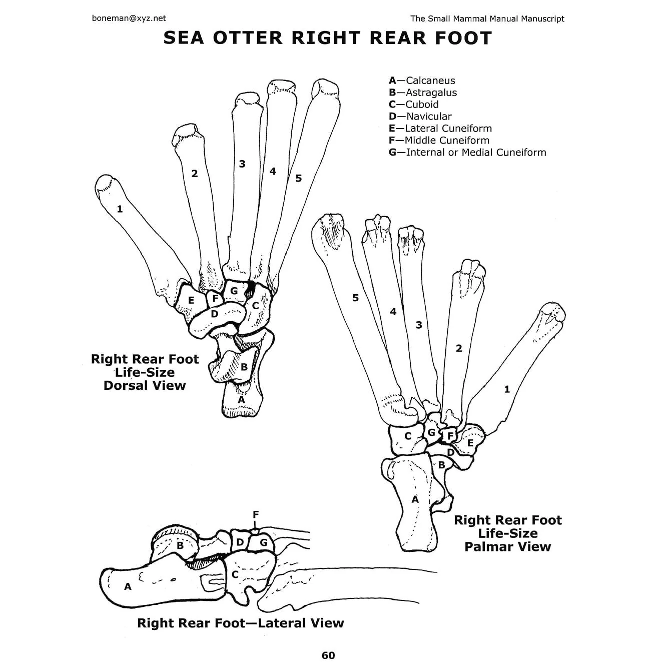 The Small Mammal Manual Manuscript Book (Vol. 9) - Image 3