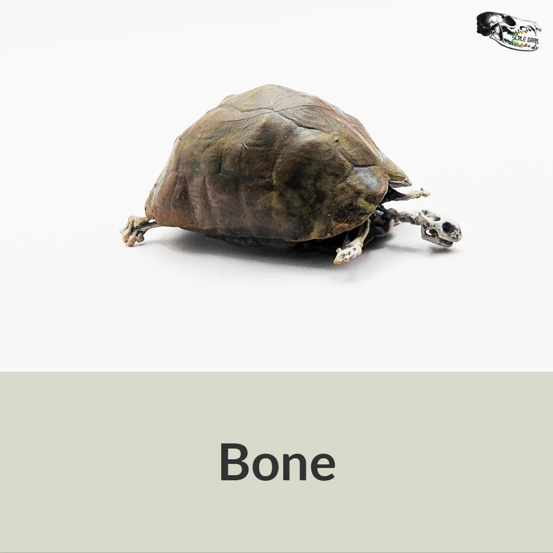 Tortoise Skeleton Replica - 1:12 Scale - Image 6
