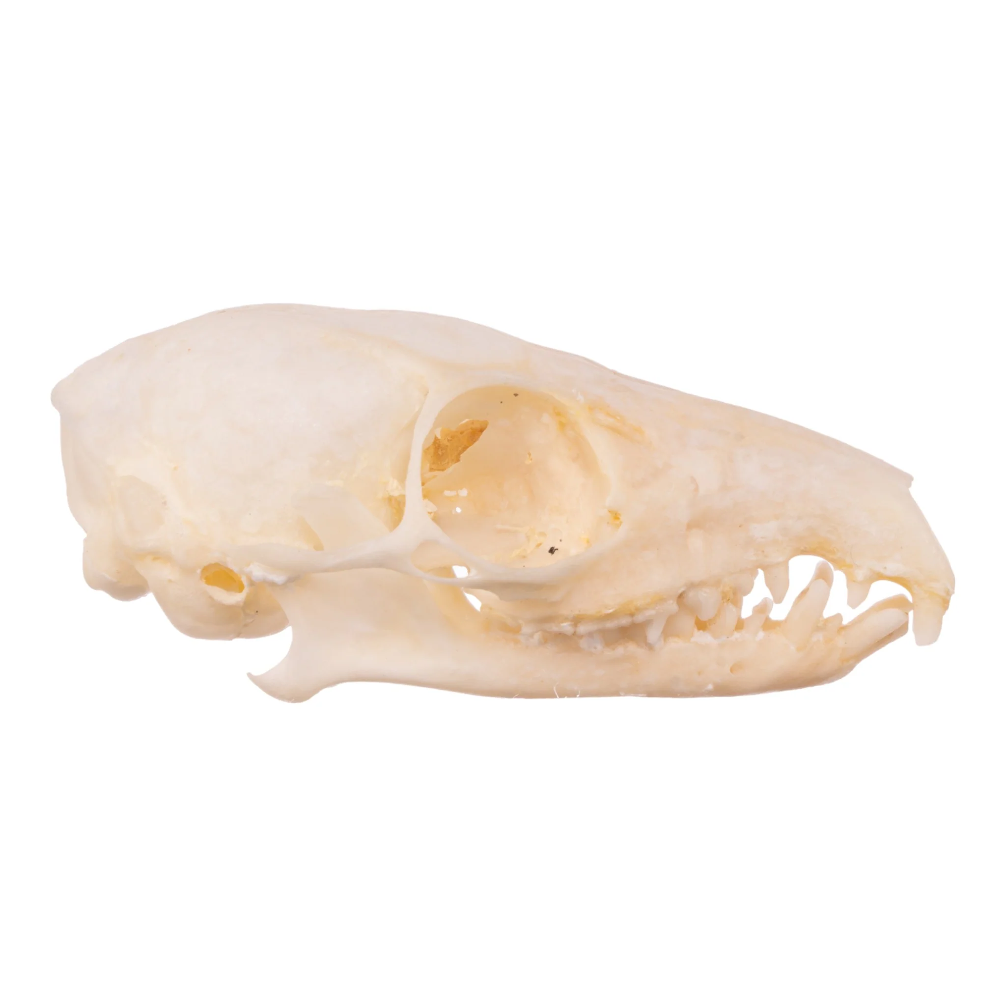 Real Tree Shrew Skull - Image 2
