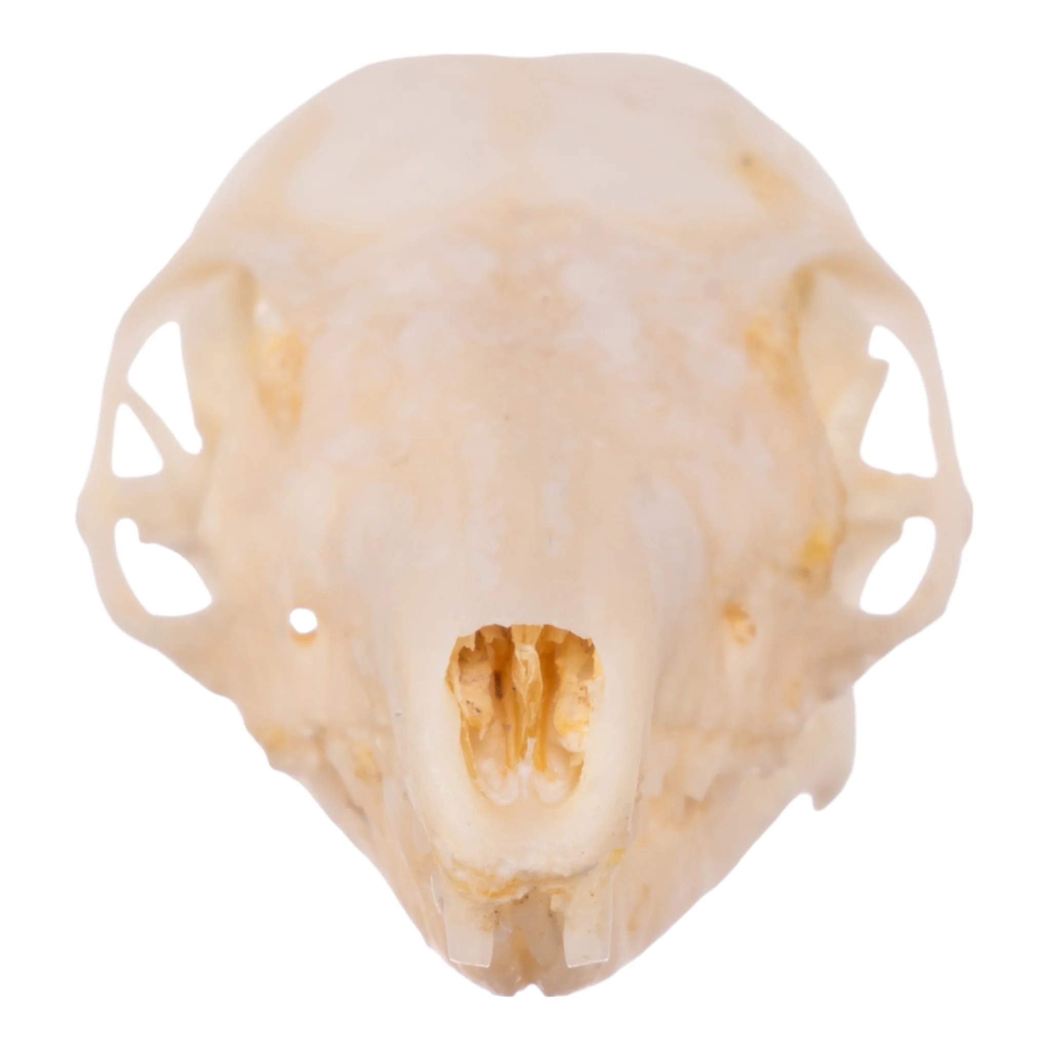 Real Tree Shrew Skull - Image 3