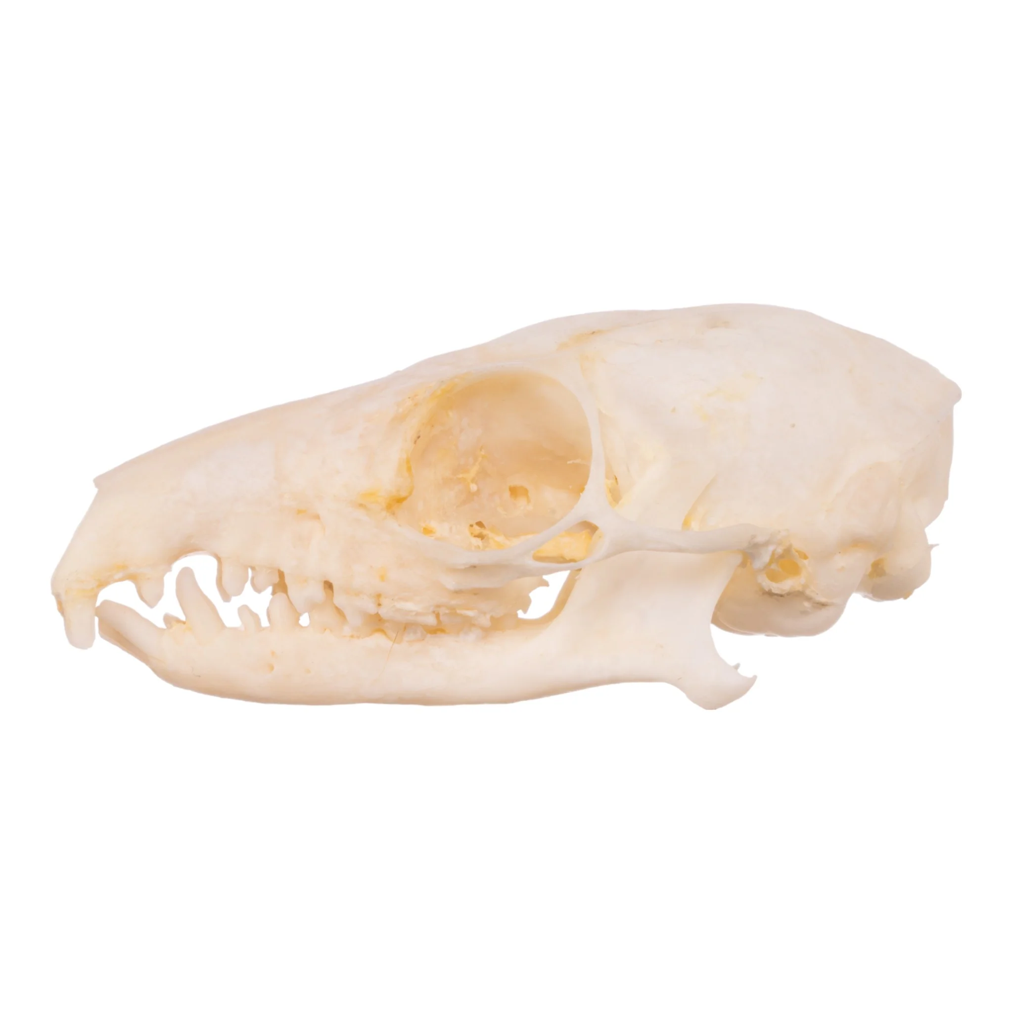 Real Tree Shrew Skull - Image 4
