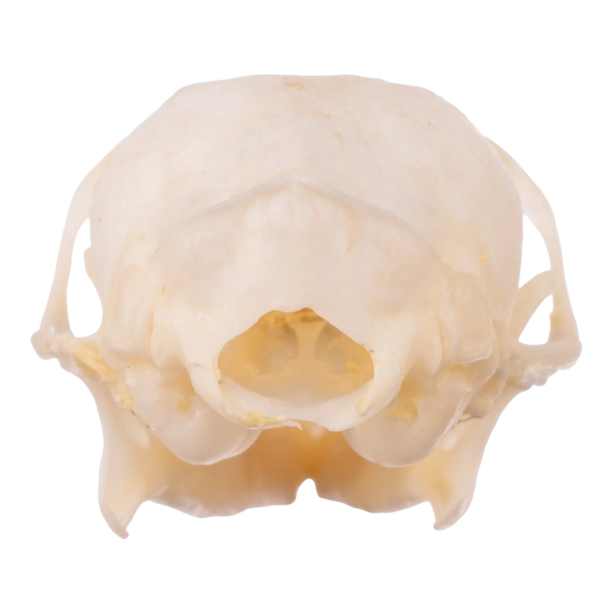 Real Tree Shrew Skull - Image 5