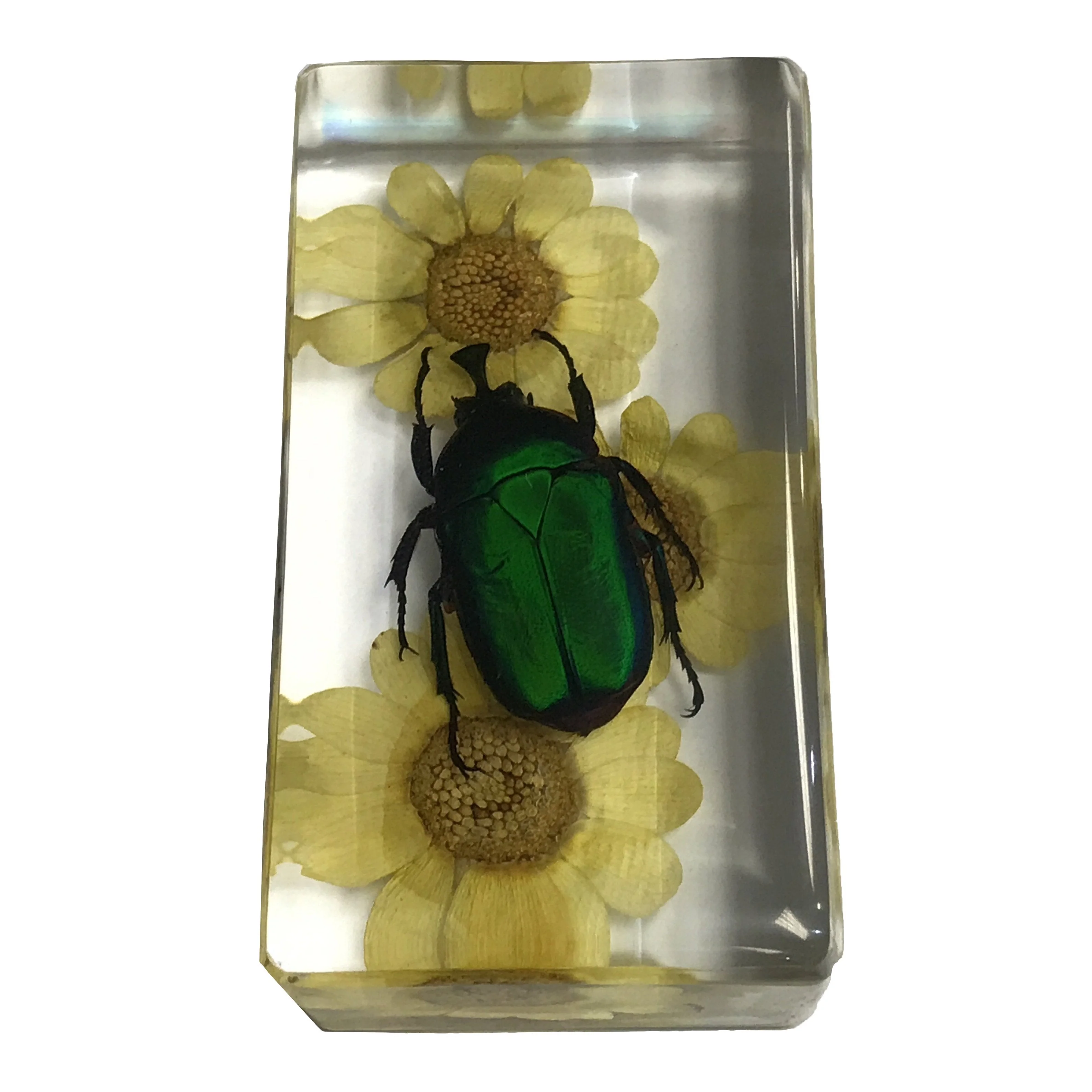 Real Chafer Beetle with Flowers in Acrylic Paperweight - Image 2