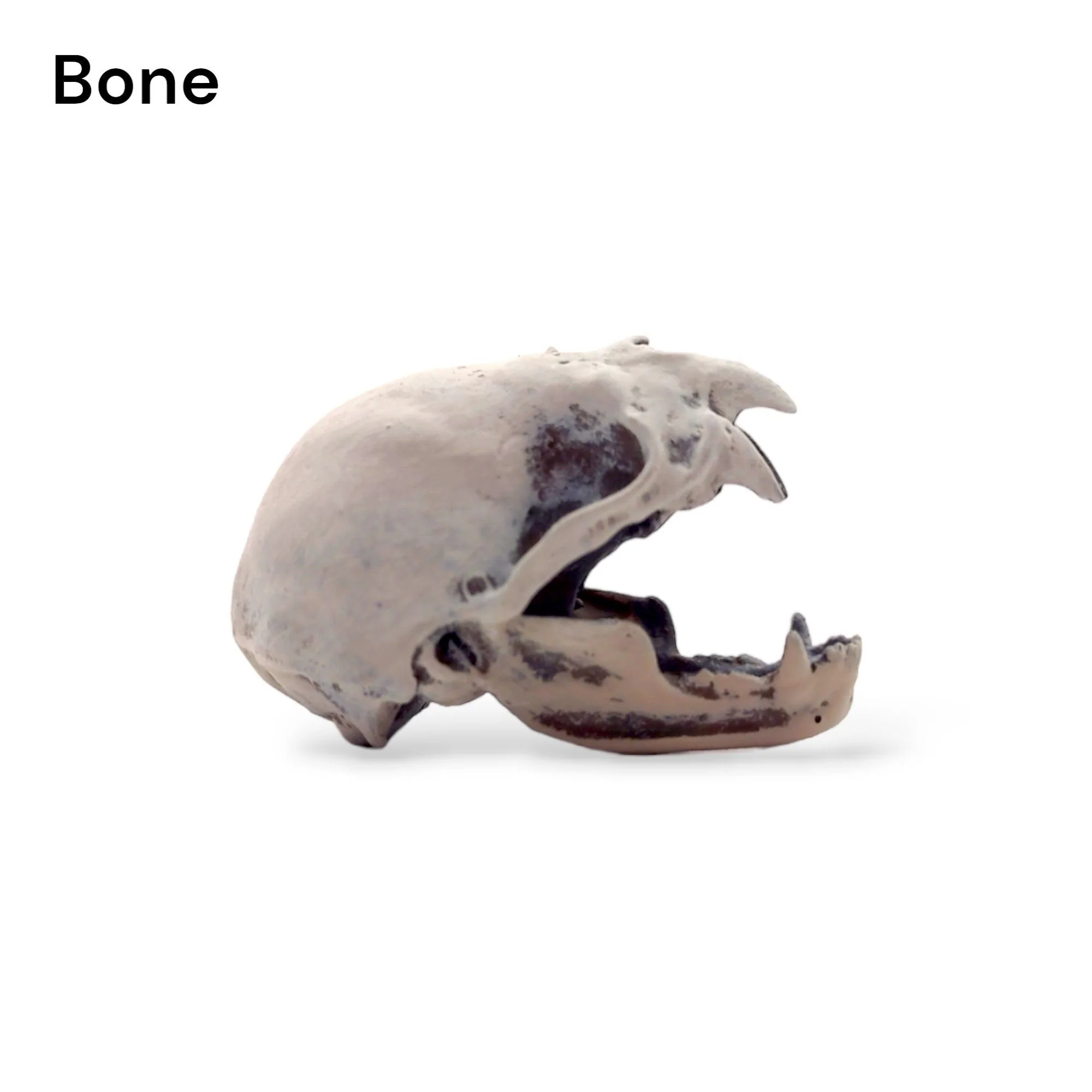 Vampire Bat Skull Replica - 1:1 Scale - Image 3
