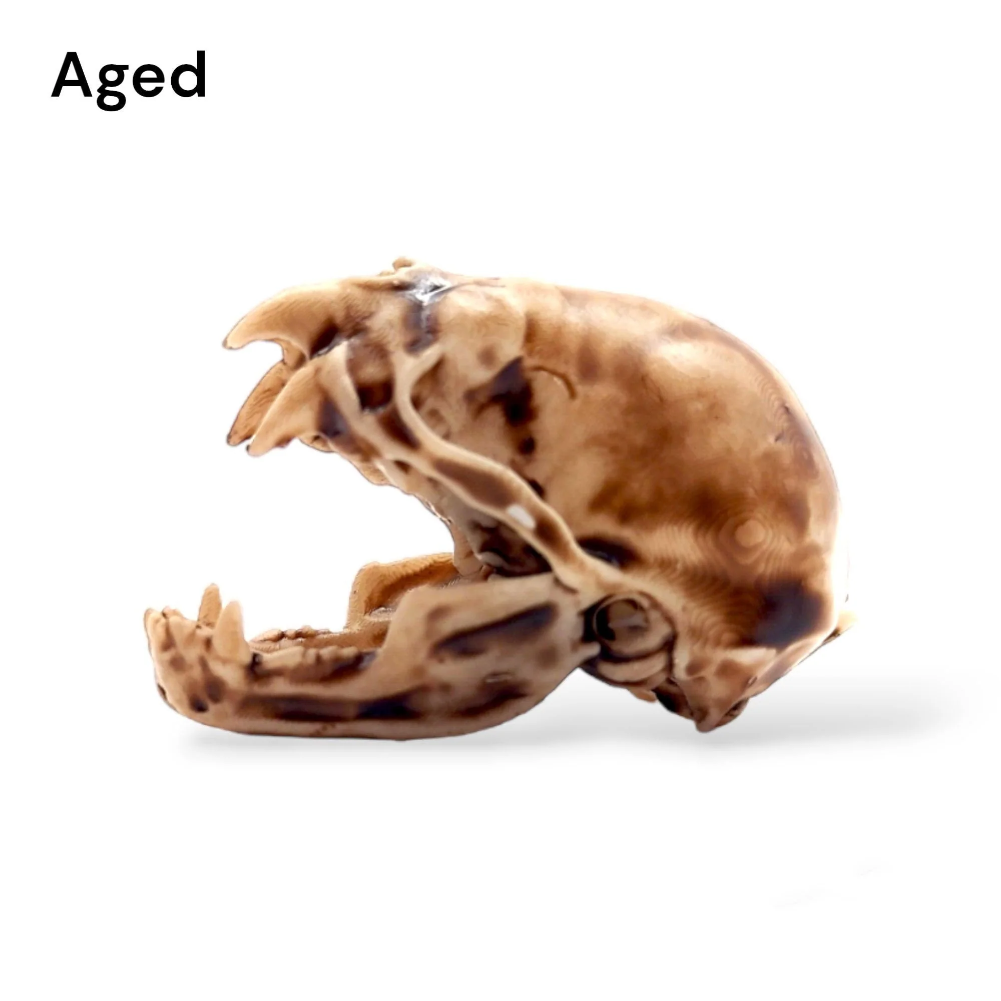 Vampire Bat Skull Replica - 1:1 Scale - Image 4