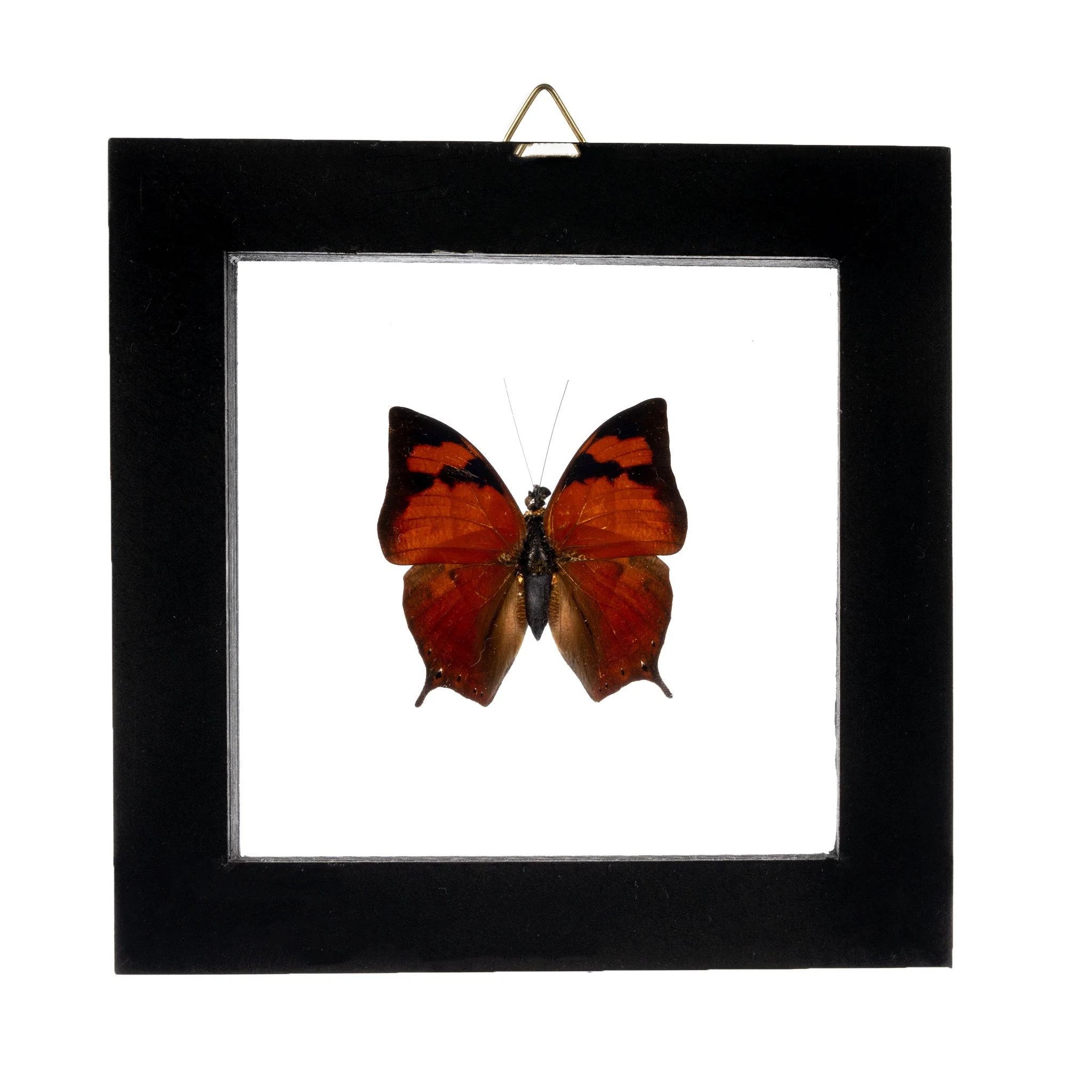 Real Butterfly in Black Frame - Single - Image 3
