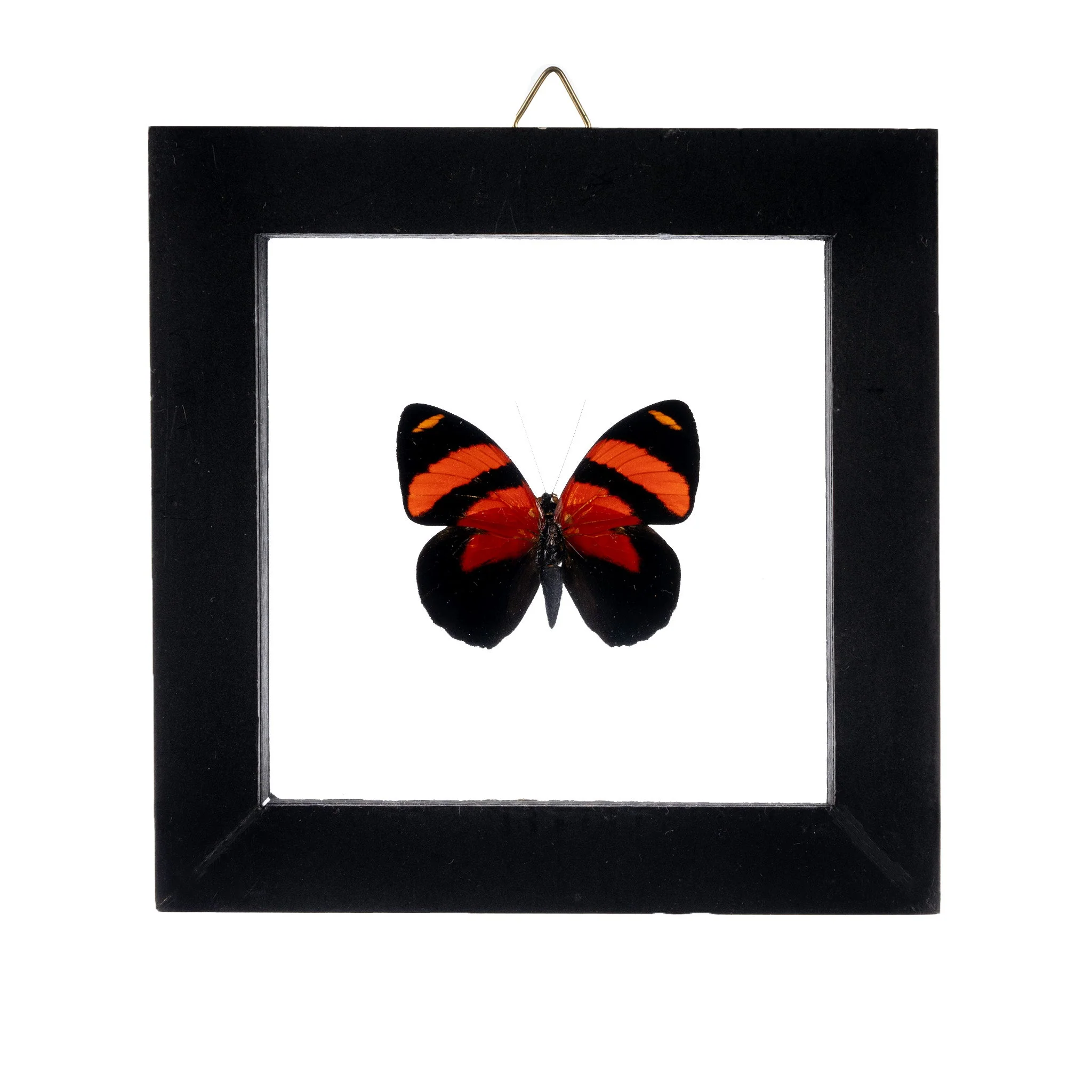 Real Butterfly in Black Frame - Single - Image 5