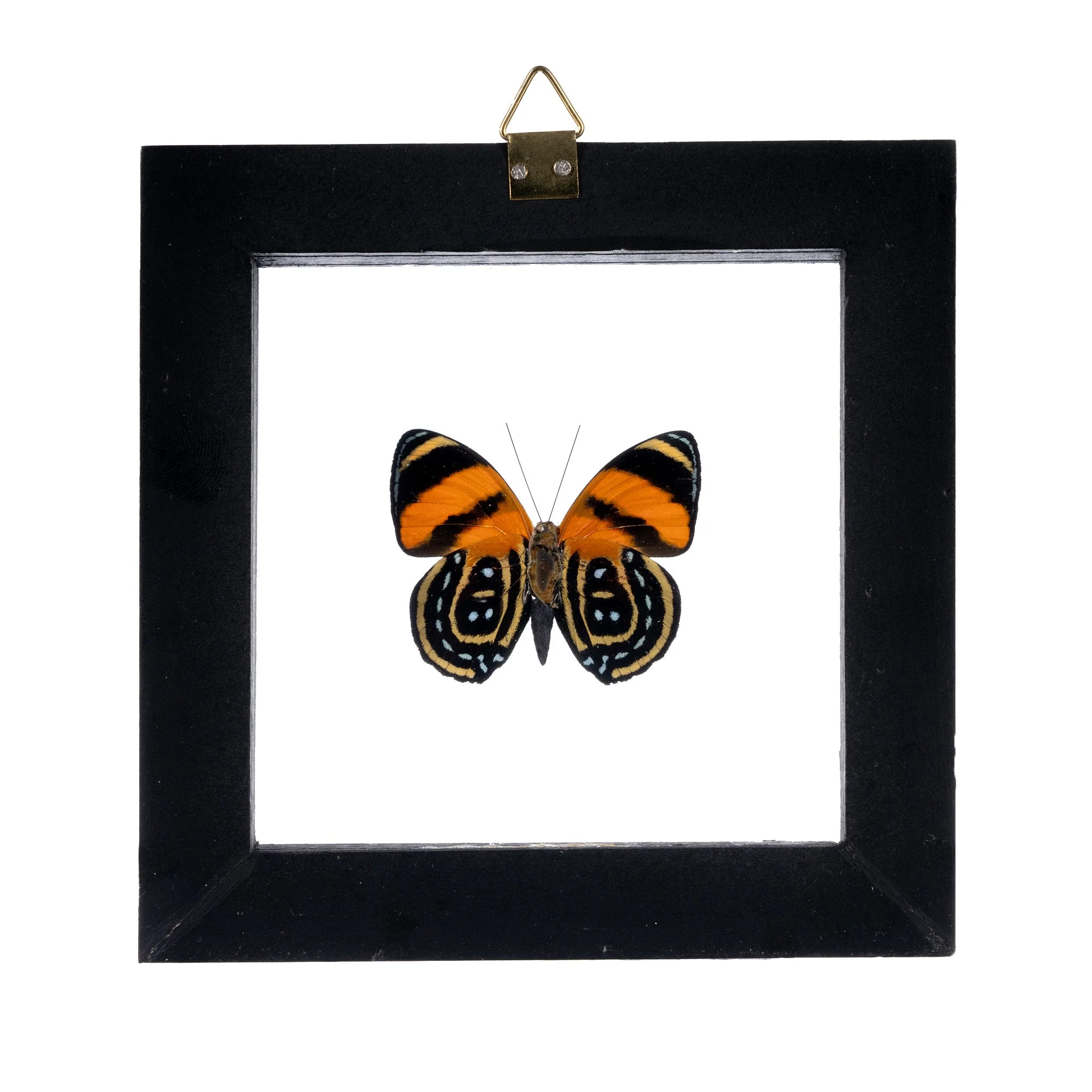 Real Butterfly in Black Frame - Single - Image 6