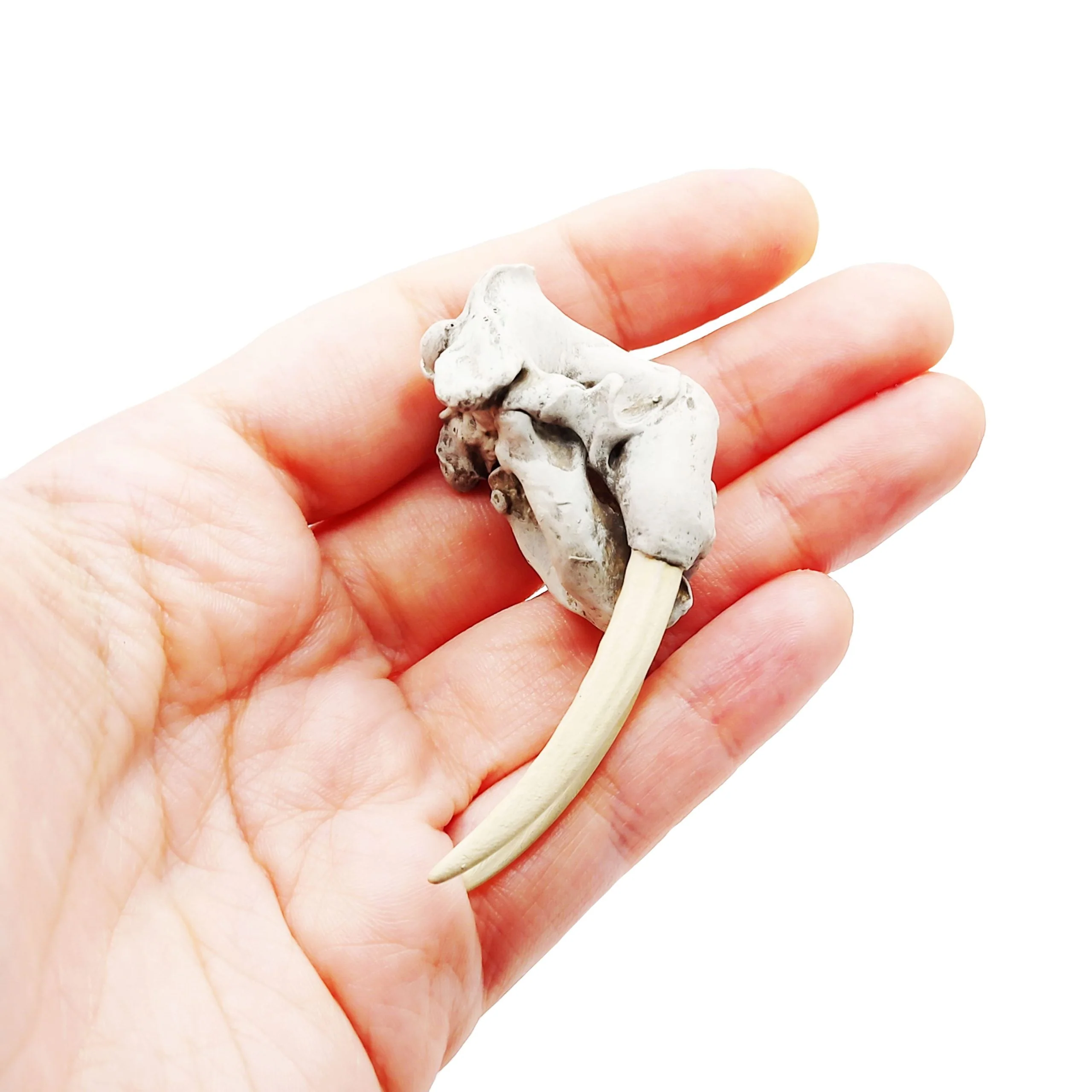 Walrus Skull Replica - Image 3
