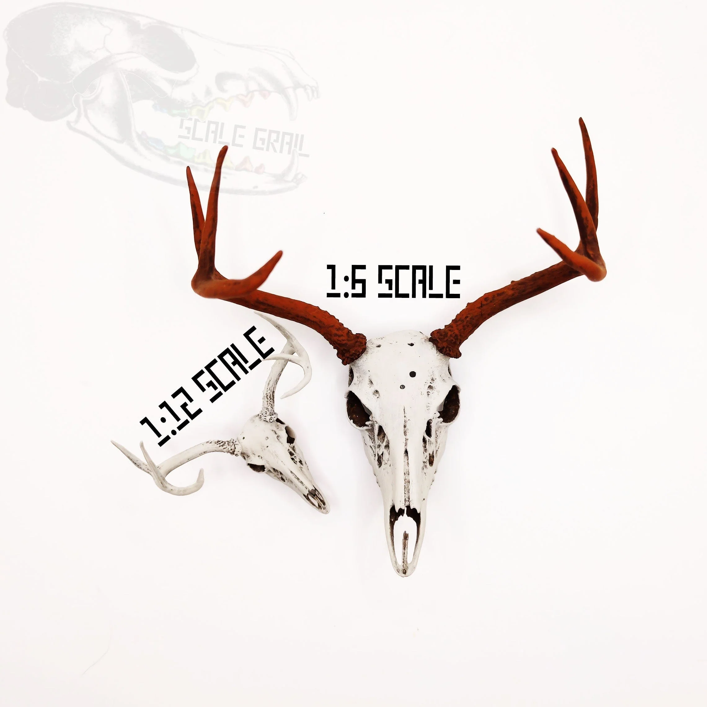 White-Tailed Deer Skull with Antlers Replica - 1:6 Scale - Image 2
