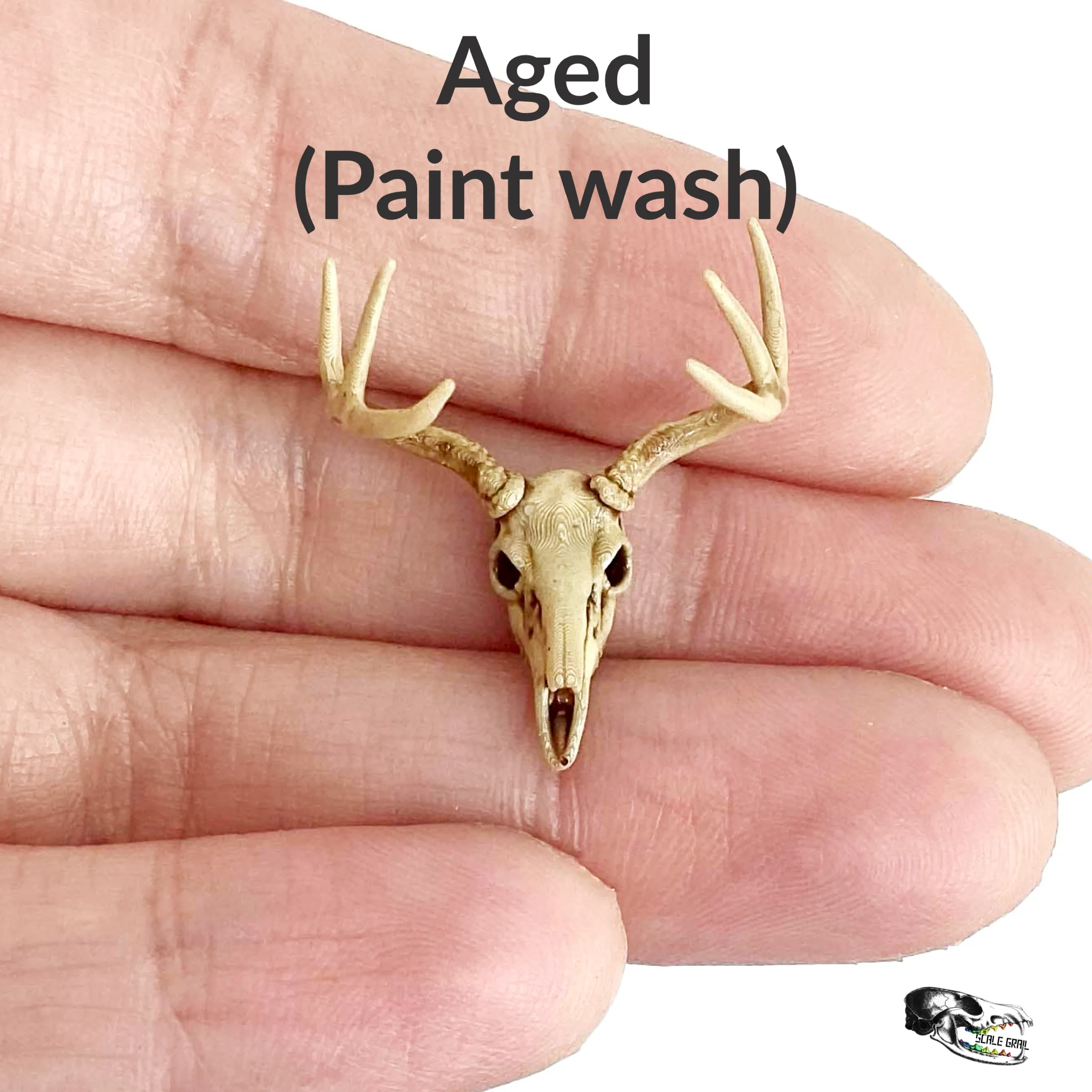White-Tailed Deer Skull Replica - 1:24 Scale - Image 4