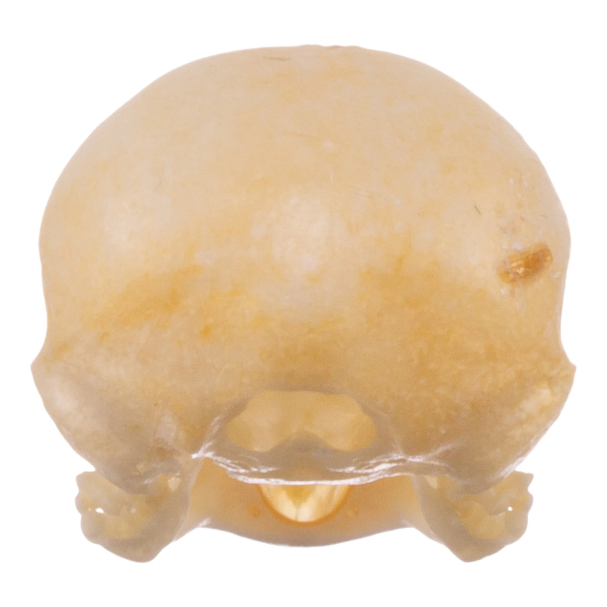 Real Zebra Finch Skull - Image 5