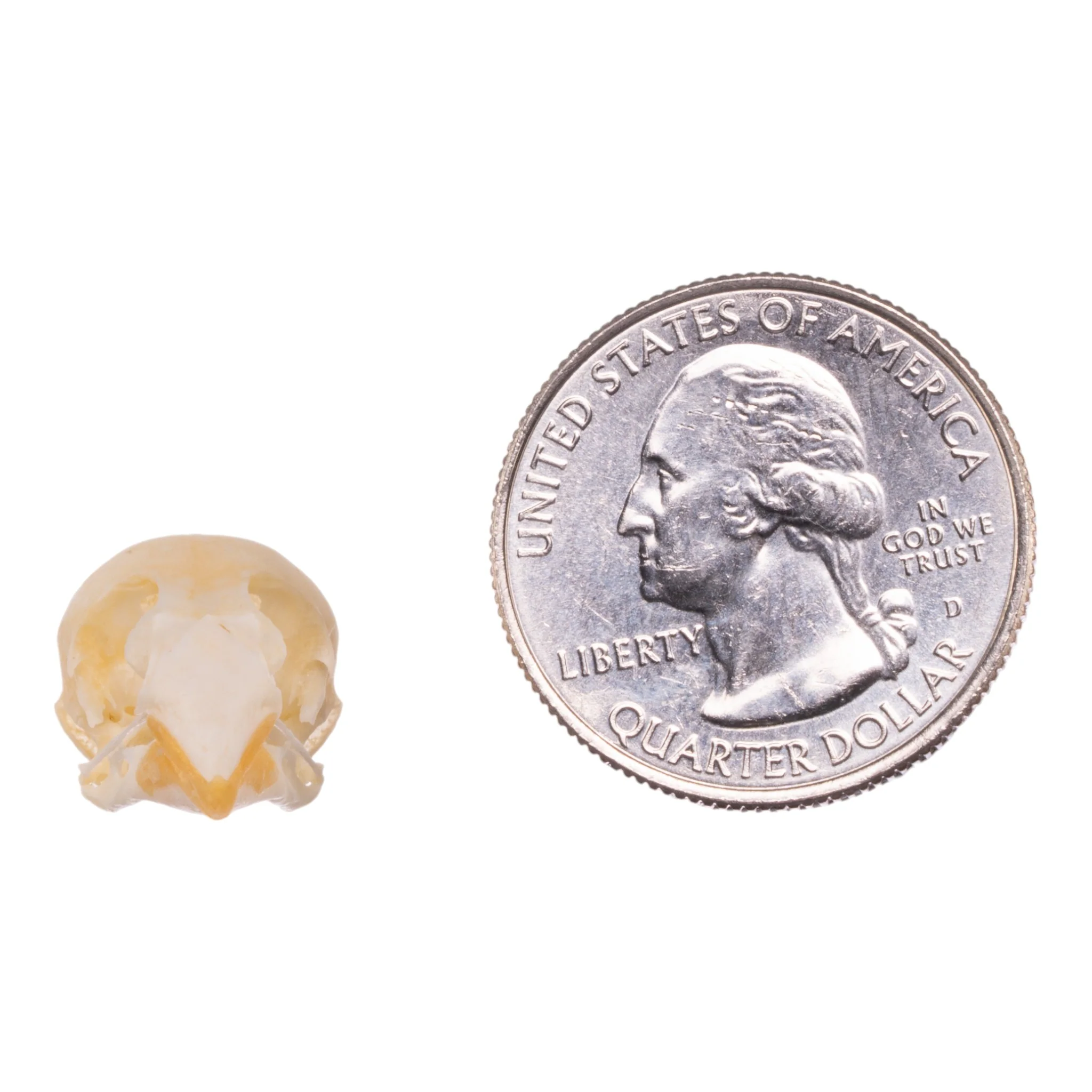 Real Zebra Finch Skull - Image 6